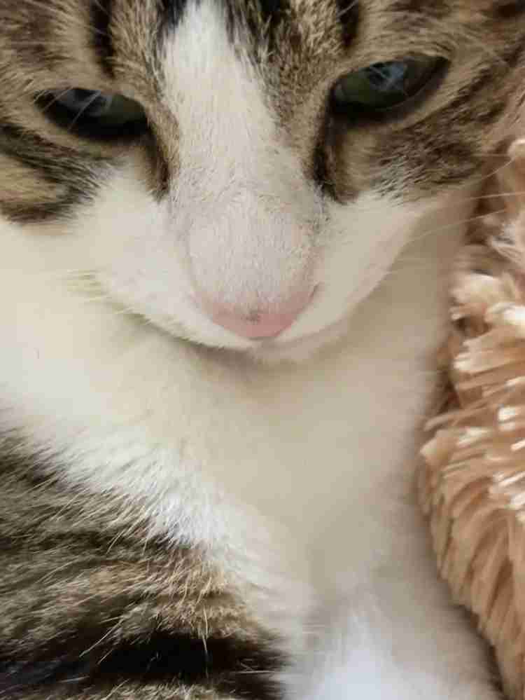 【身バレしない程度に】お宅の愛猫ちゃんを見せてください！part11 