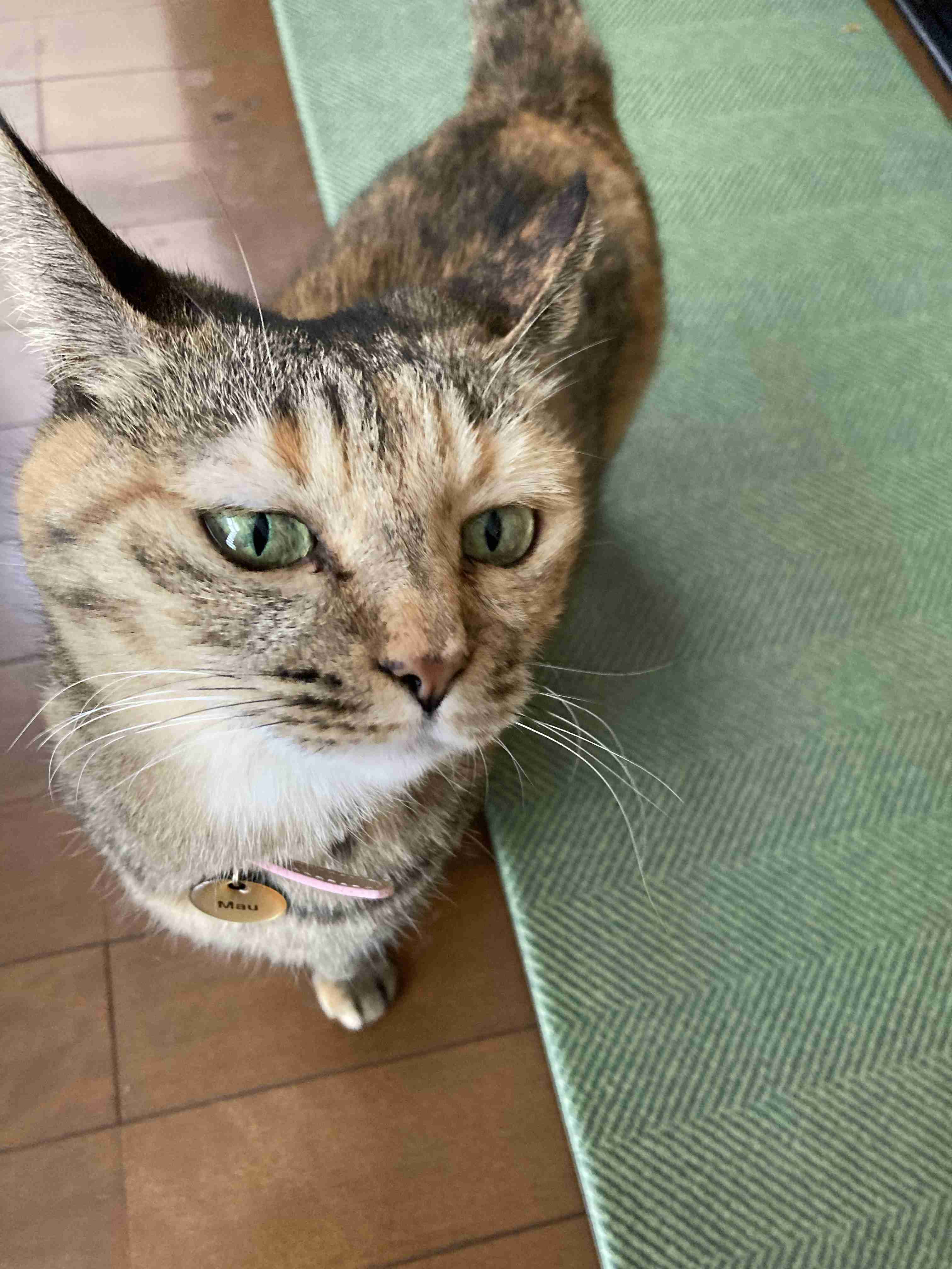 【身バレしない程度に】お宅の愛猫ちゃんを見せてください！part11 