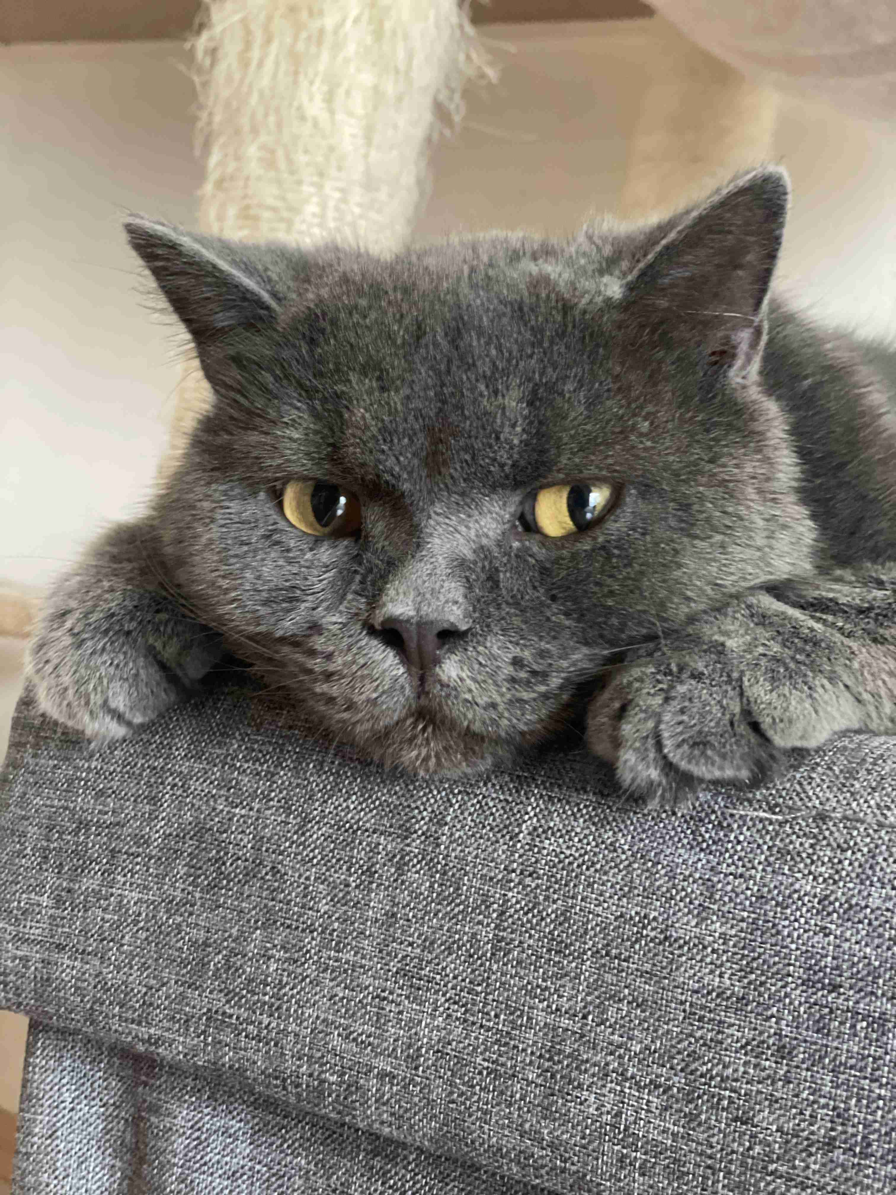 【身バレしない程度に】お宅の愛猫ちゃんを見せてください！part11 