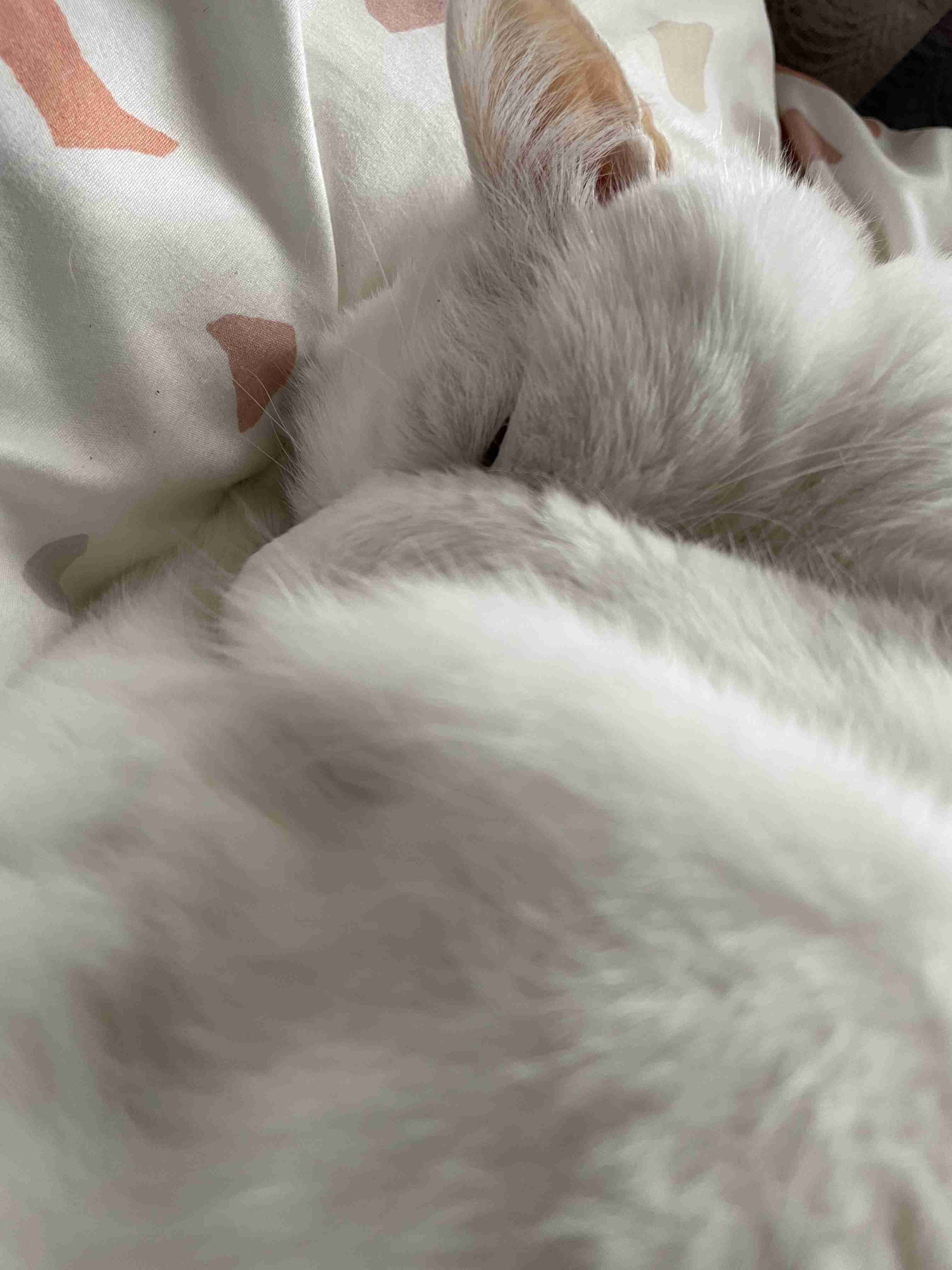 【身バレしない程度に】お宅の愛猫ちゃんを見せてください！part11 