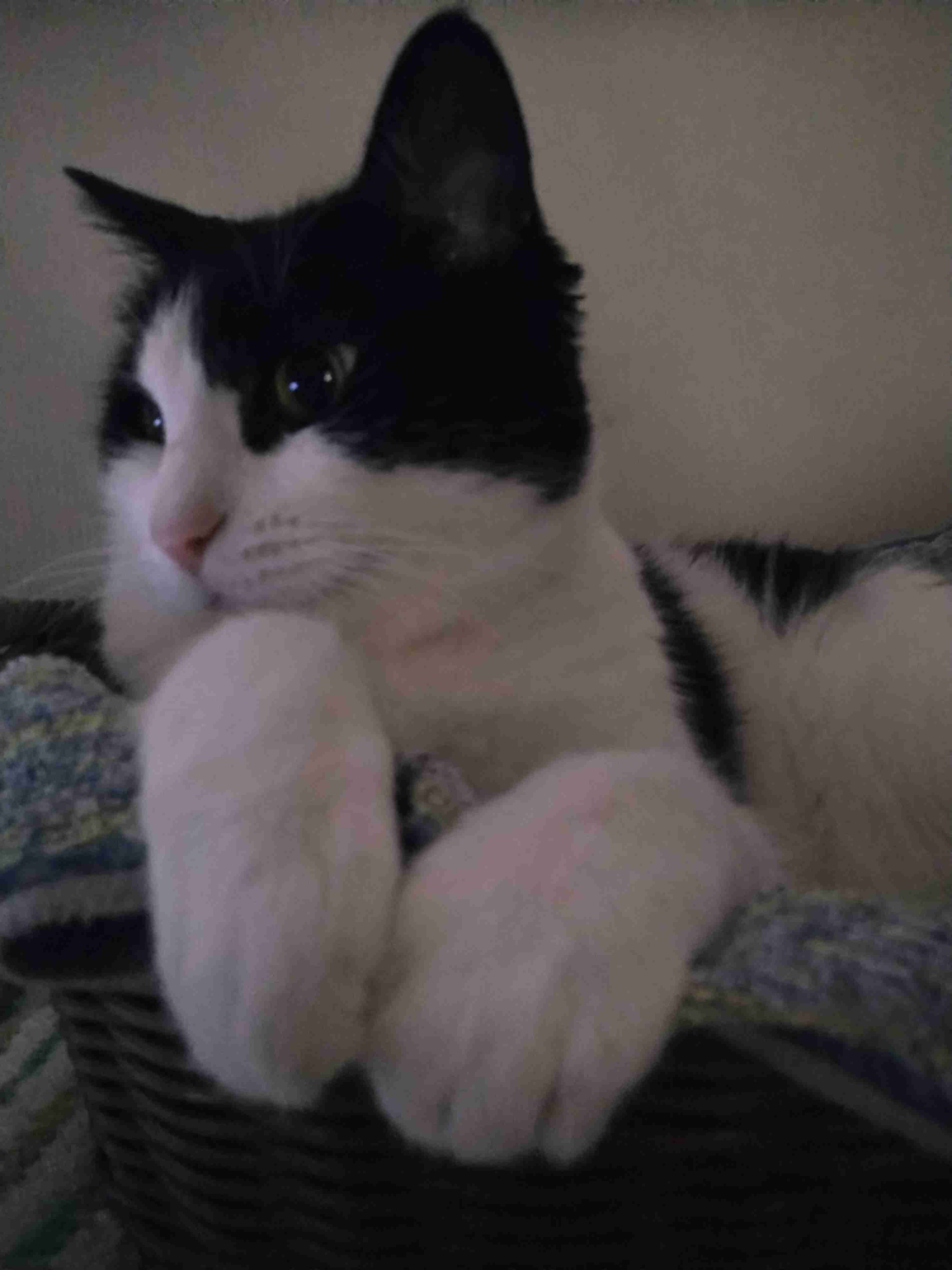 【身バレしない程度に】お宅の愛猫ちゃんを見せてください！part11 