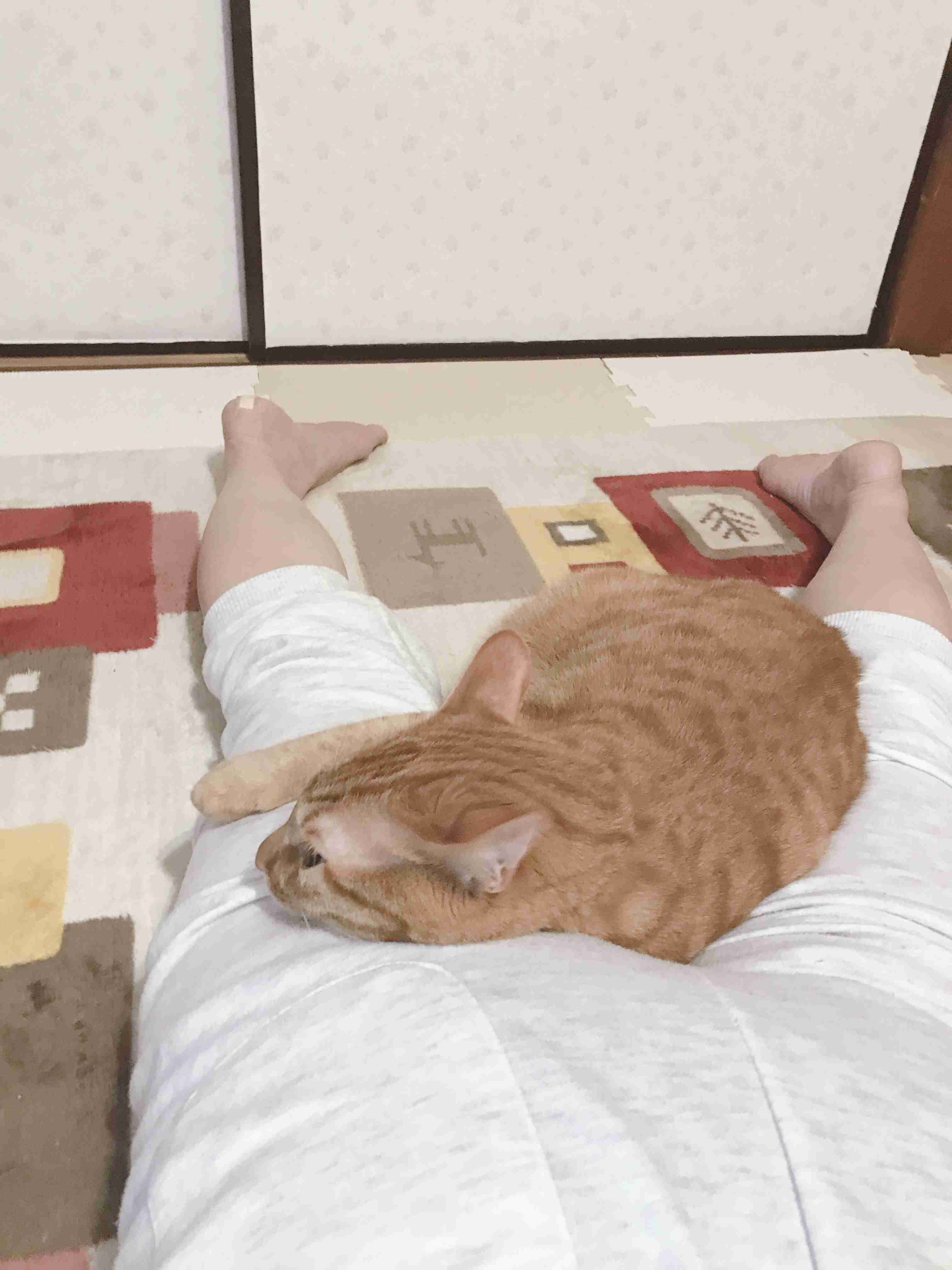 【身バレしない程度に】お宅の愛猫ちゃんを見せてください！part11 