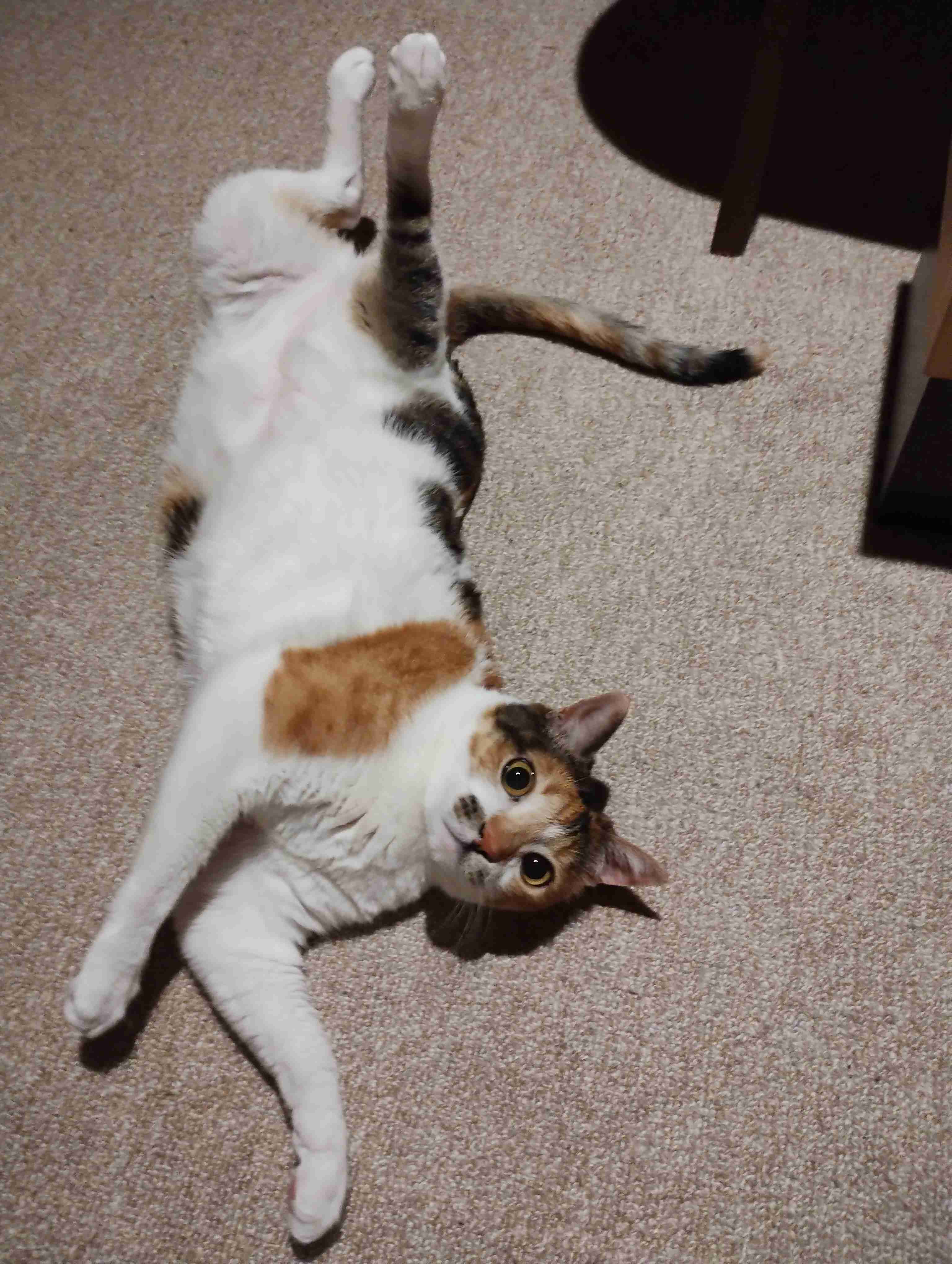 【身バレしない程度に】お宅の愛猫ちゃんを見せてください！part11 