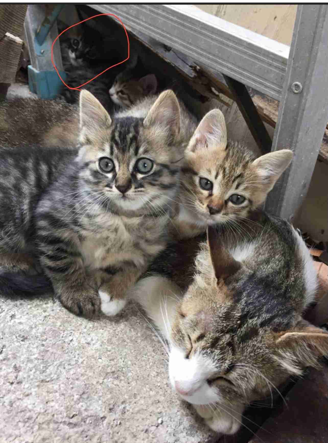 【身バレしない程度に】お宅の愛猫ちゃんを見せてください！part11 