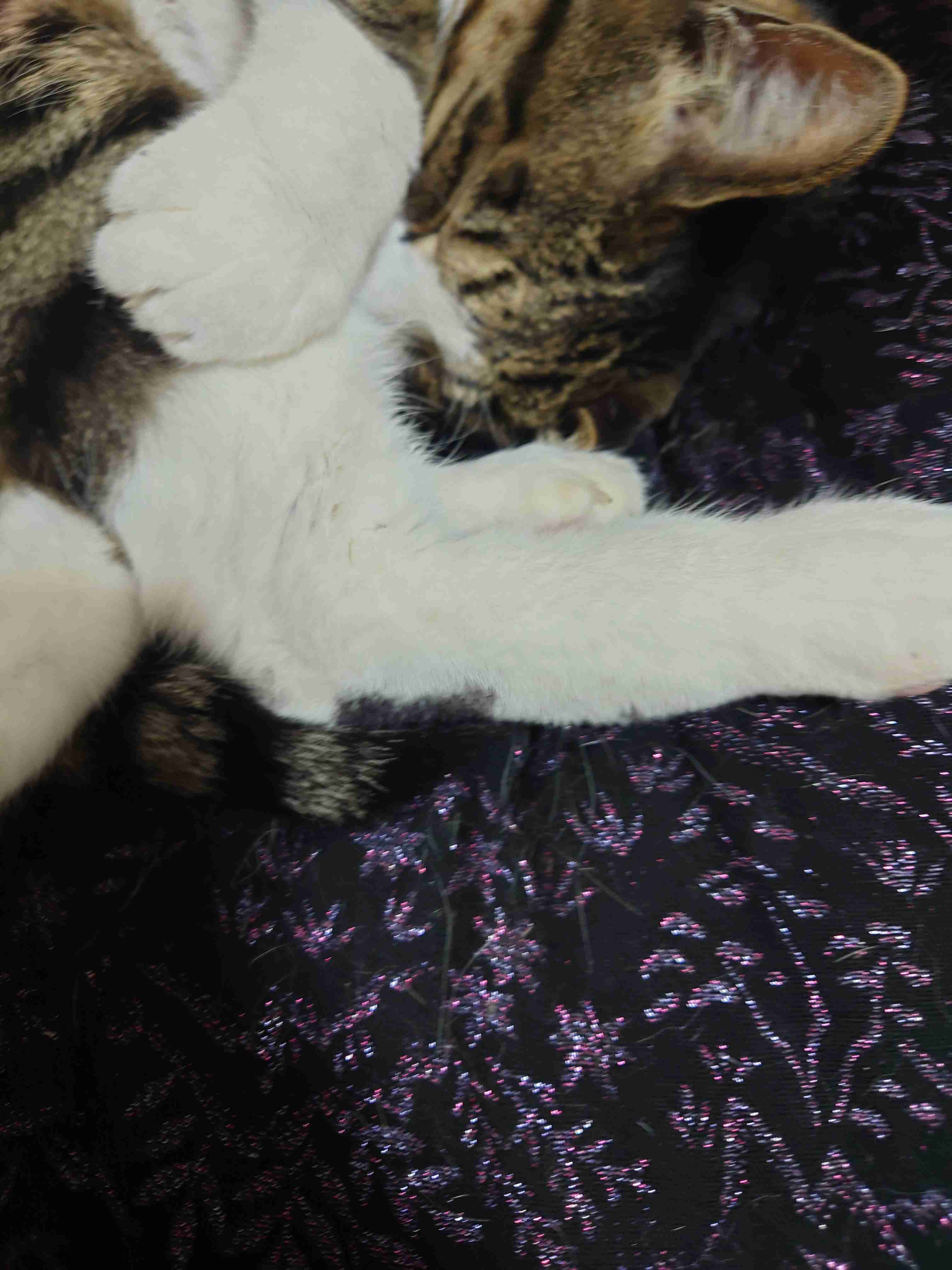 【身バレしない程度に】お宅の愛猫ちゃんを見せてください！part11 