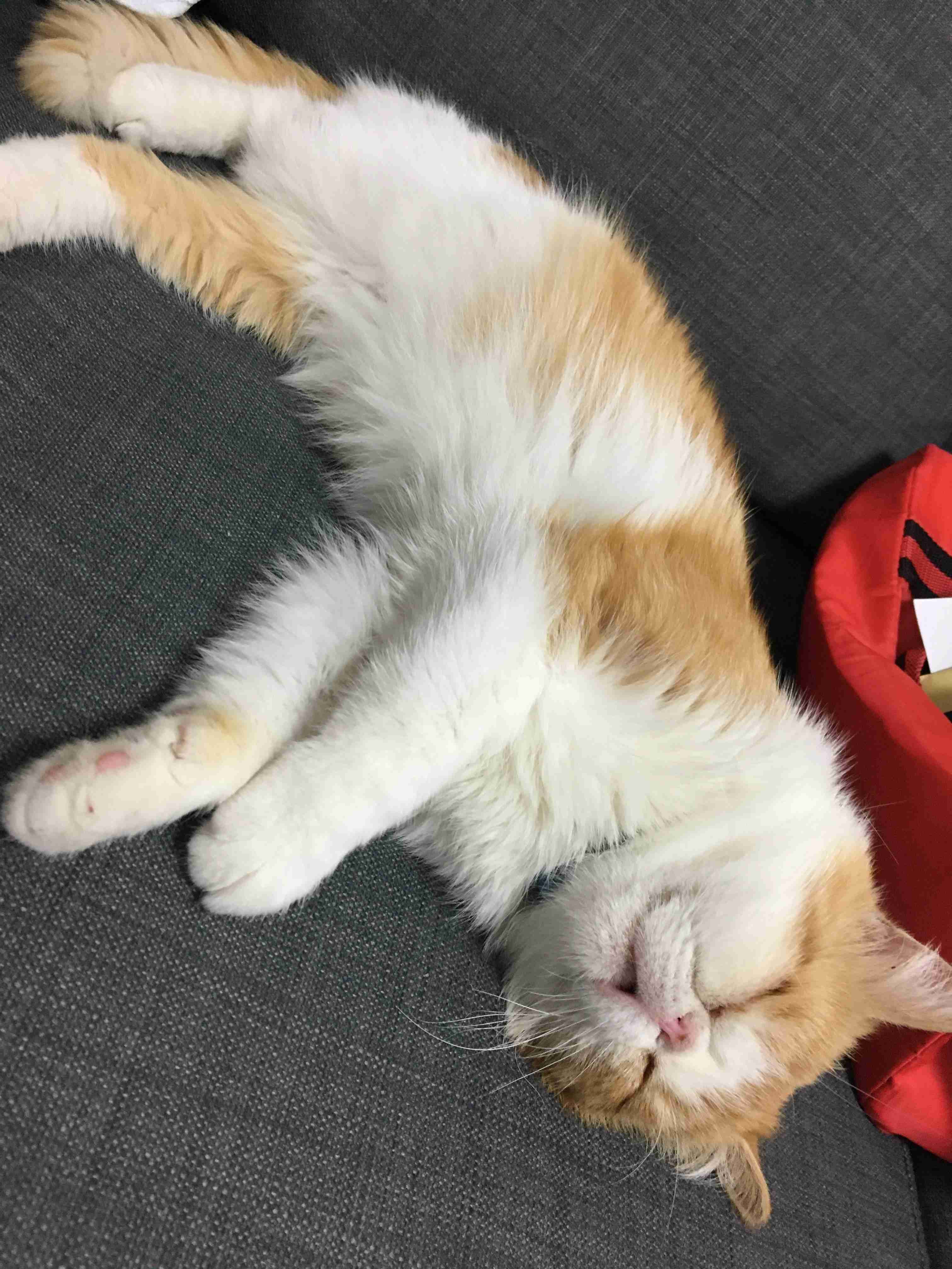 【身バレしない程度に】お宅の愛猫ちゃんを見せてください！part11 