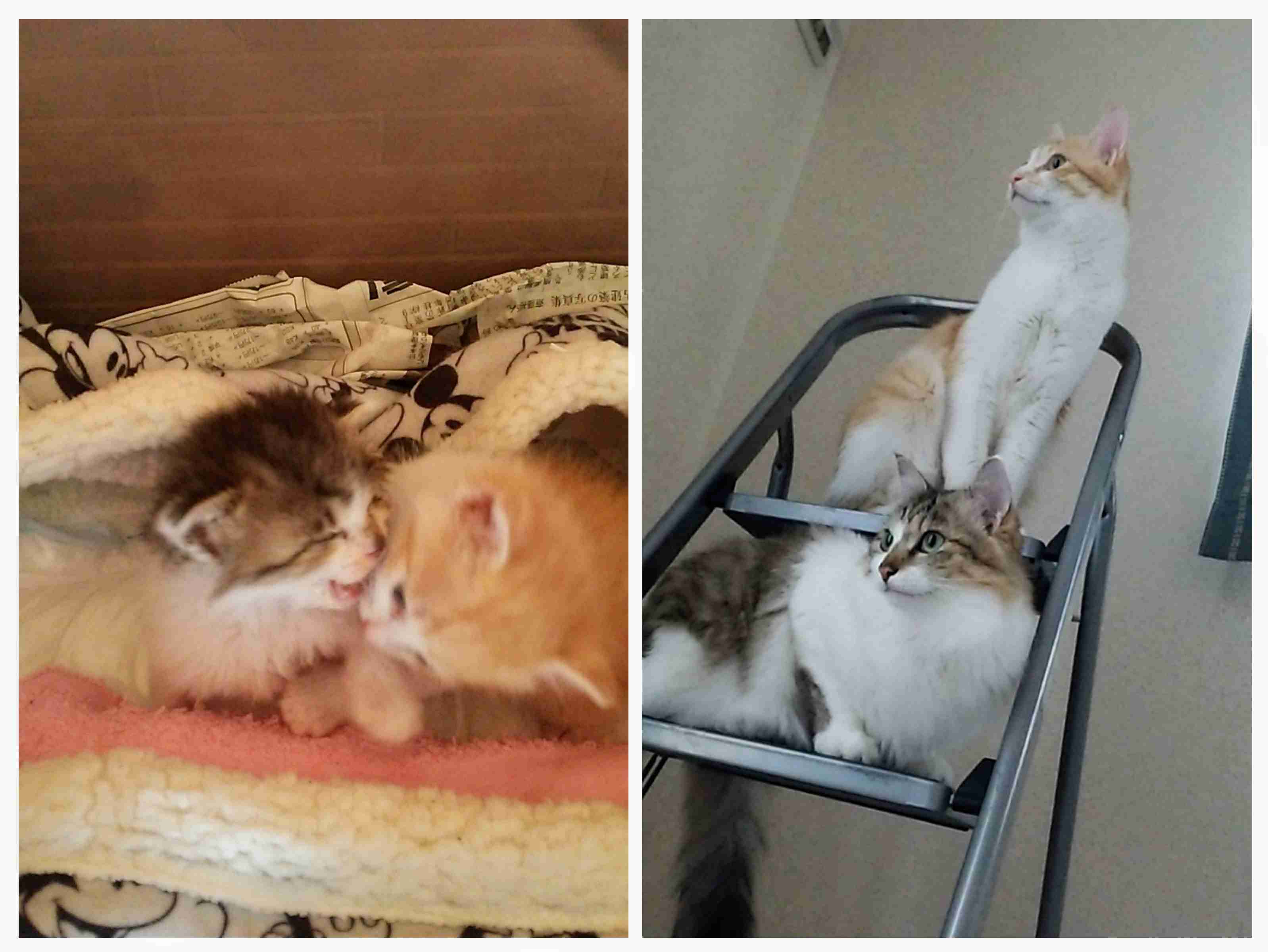 【身バレしない程度に】お宅の愛猫ちゃんを見せてください！part11 