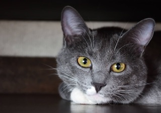 【身バレしない程度に】お宅の愛猫ちゃんを見せてください！part11 