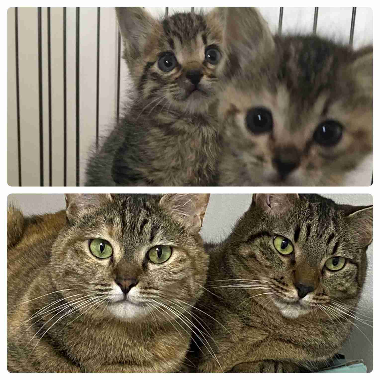 【身バレしない程度に】お宅の愛猫ちゃんを見せてください！part11 