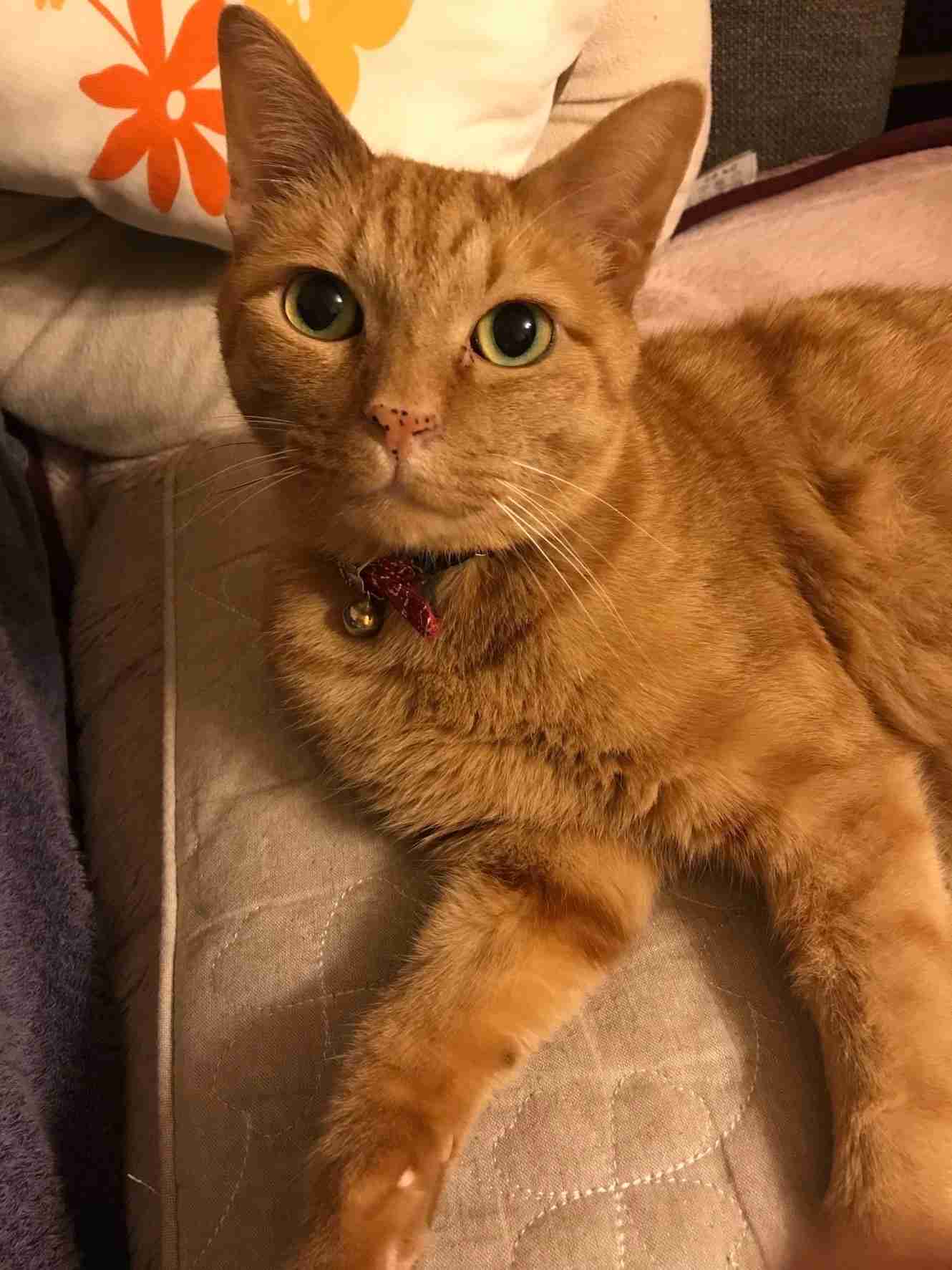 【身バレしない程度に】お宅の愛猫ちゃんを見せてください！part11 