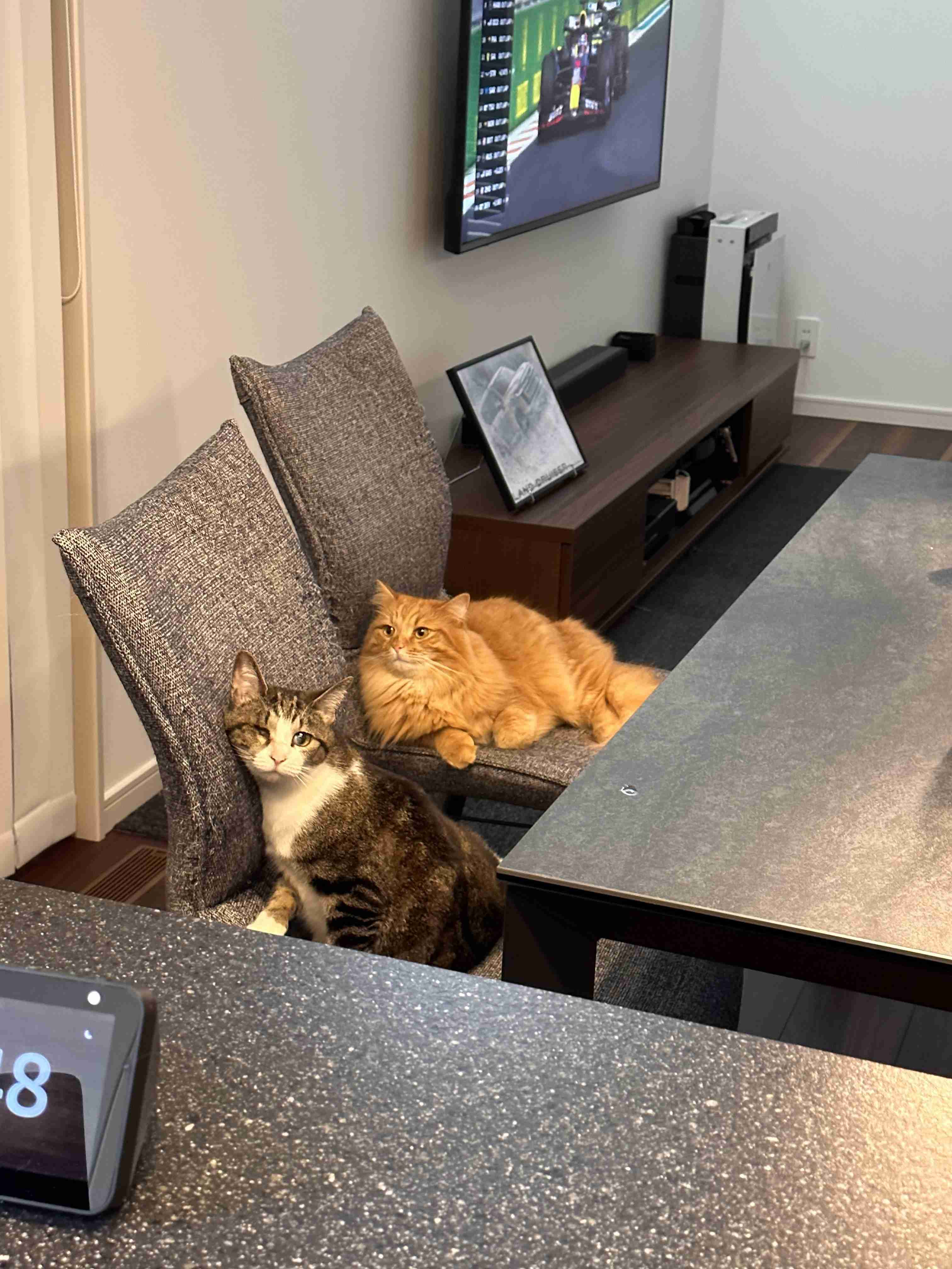 【身バレしない程度に】お宅の愛猫ちゃんを見せてください！part11 