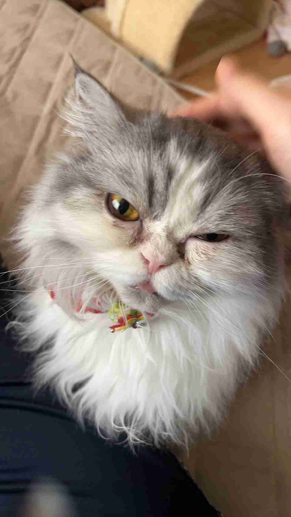 【身バレしない程度に】お宅の愛猫ちゃんを見せてください！part11 