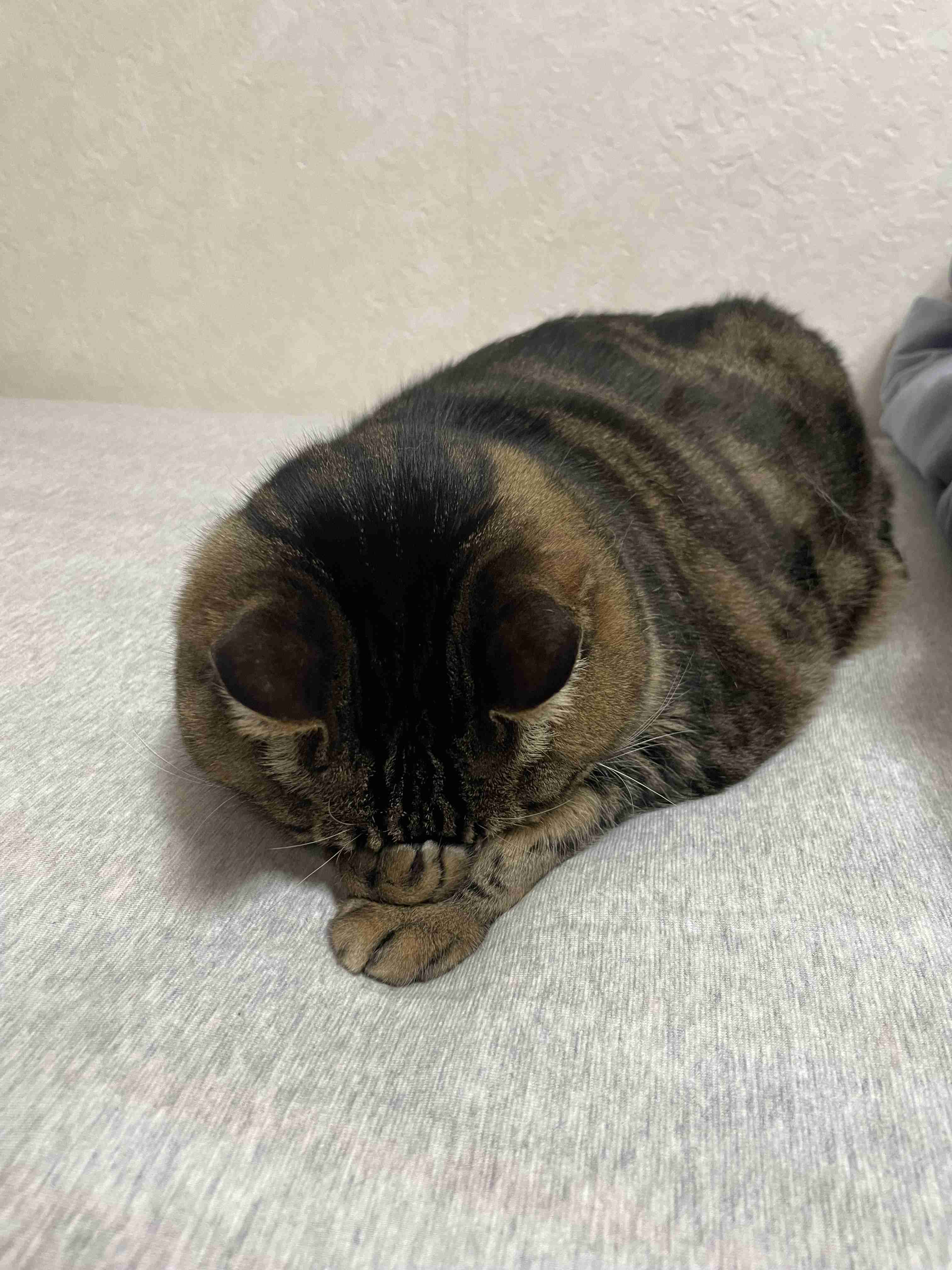 【身バレしない程度に】お宅の愛猫ちゃんを見せてください！part11 