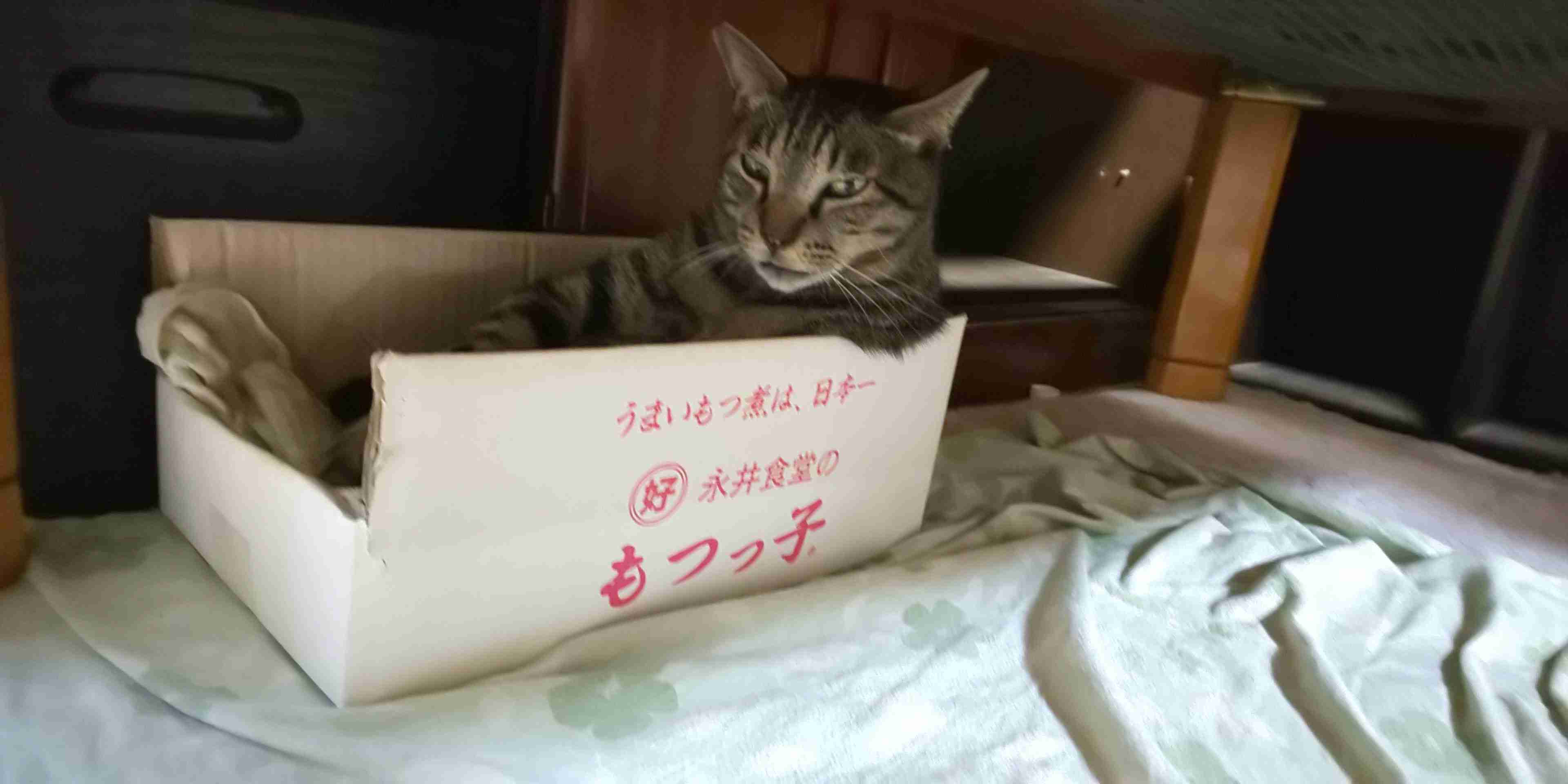 【身バレしない程度に】お宅の愛猫ちゃんを見せてください！part11 