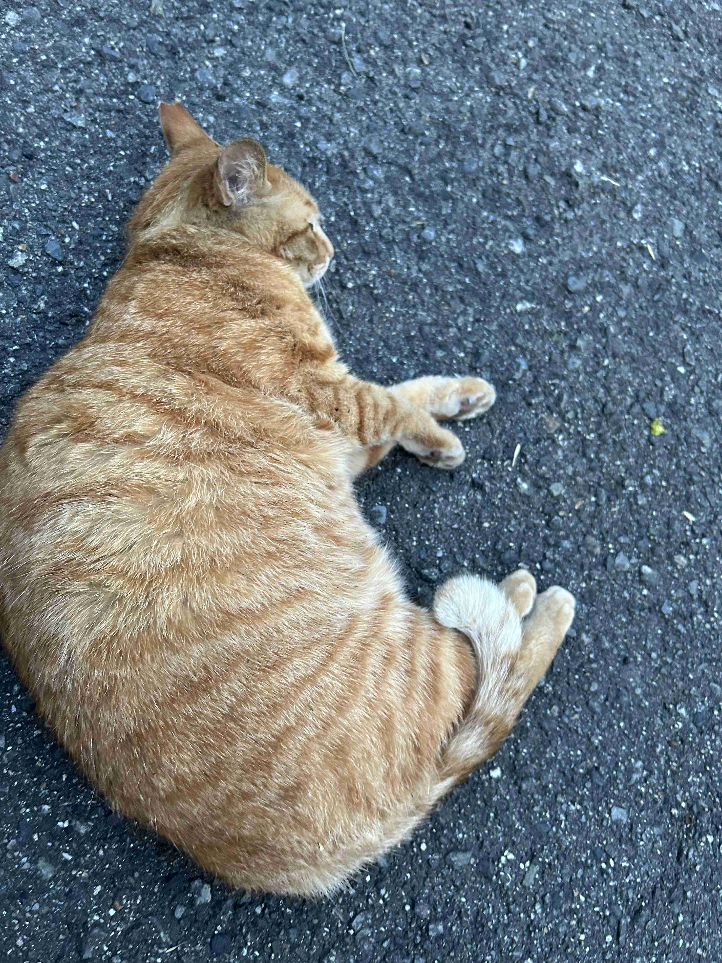 【身バレしない程度に】お宅の愛猫ちゃんを見せてください！part11 