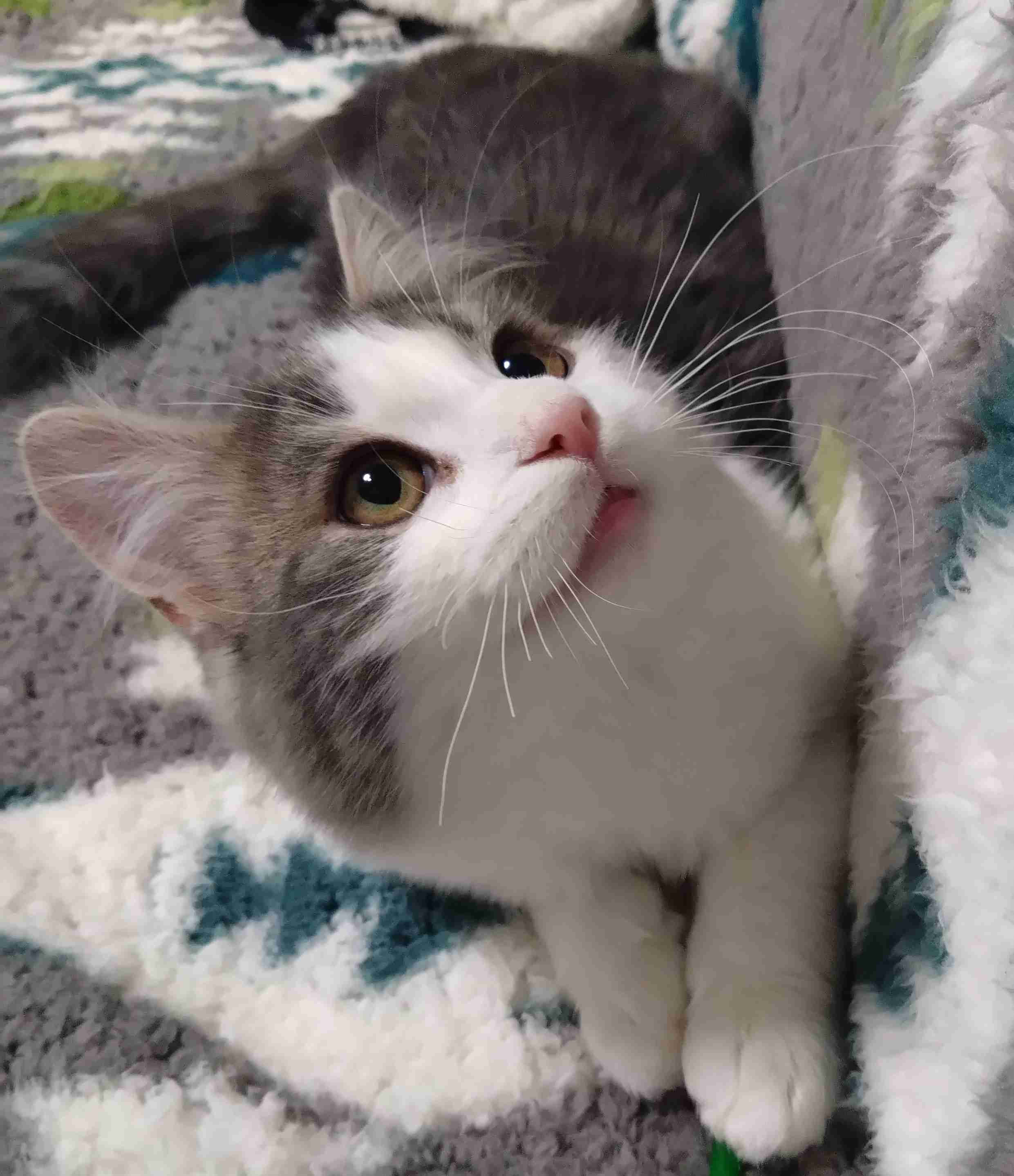 【身バレしない程度に】お宅の愛猫ちゃんを見せてください！part11 