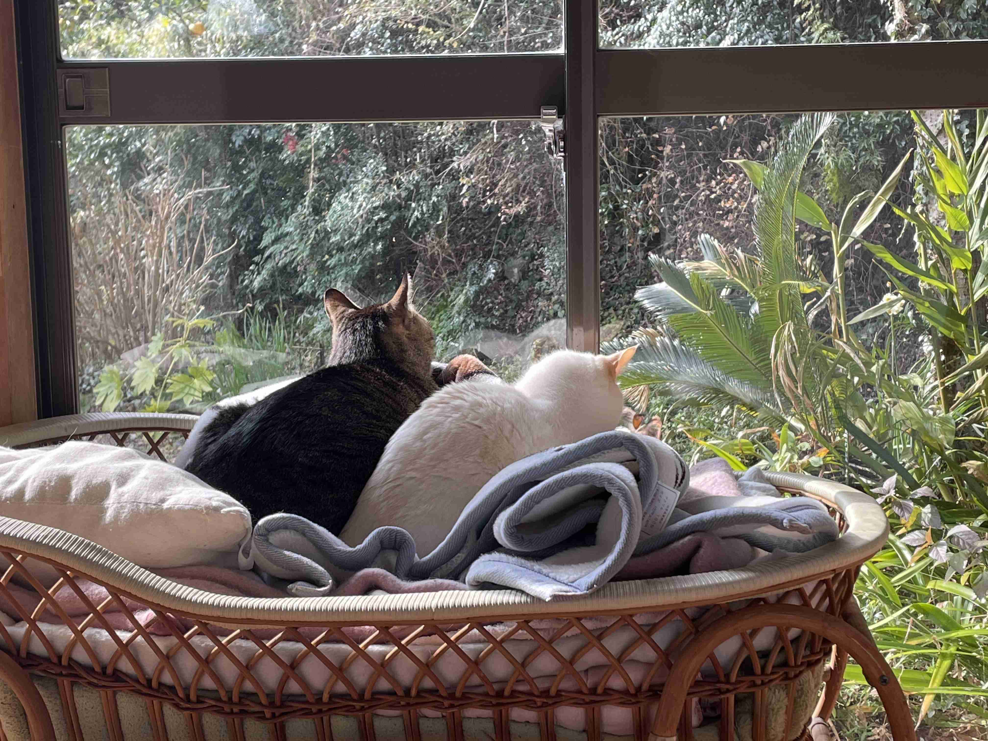 【身バレしない程度に】お宅の愛猫ちゃんを見せてください！part11 