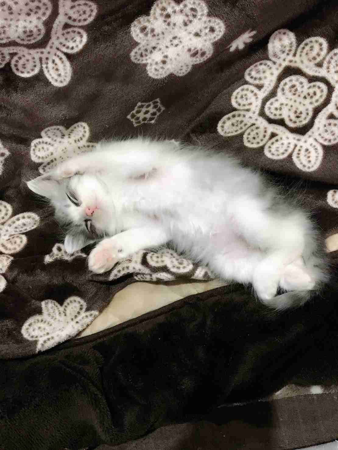 【身バレしない程度に】お宅の愛猫ちゃんを見せてください！part11 