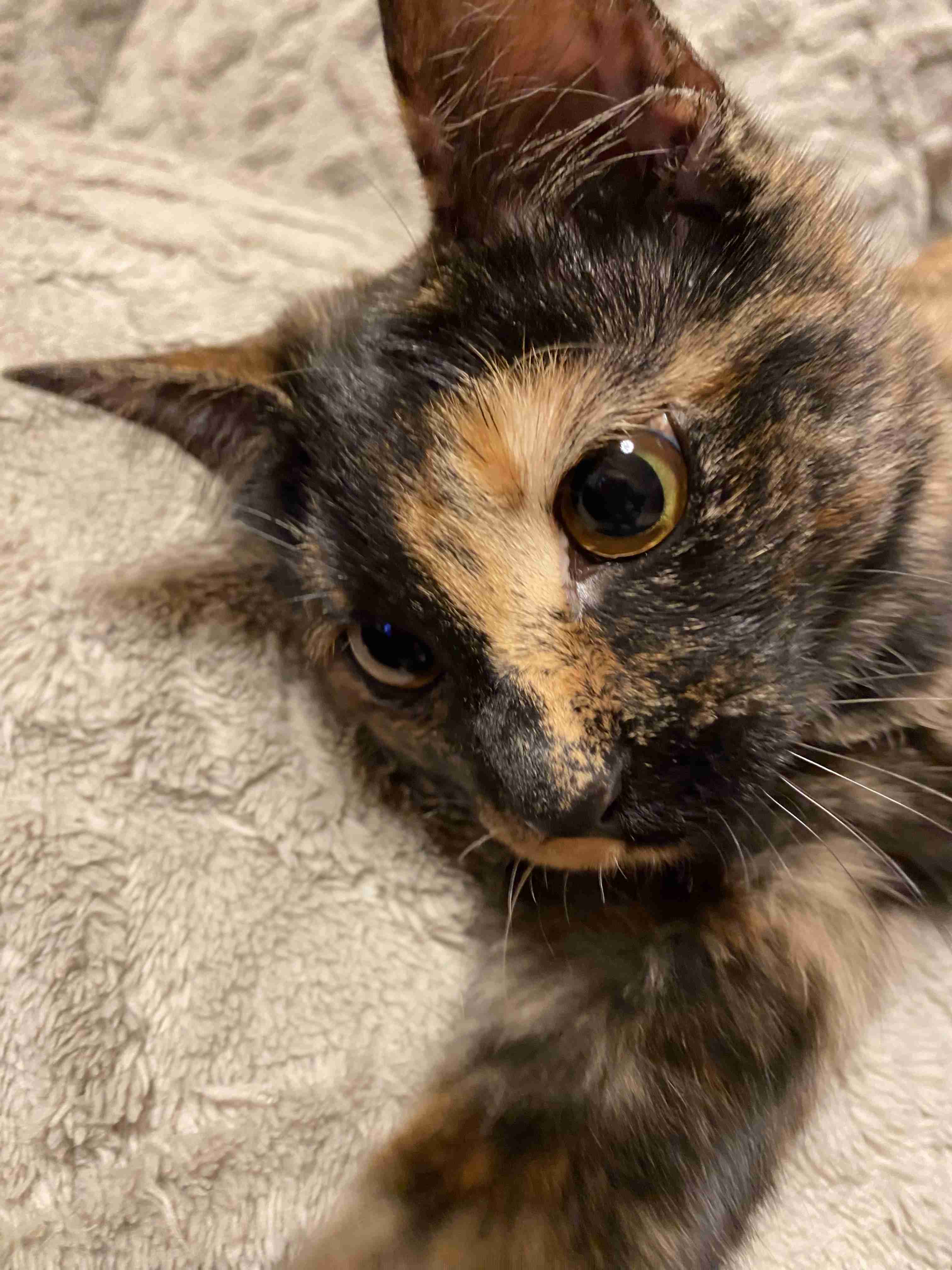 【身バレしない程度に】お宅の愛猫ちゃんを見せてください！part11 