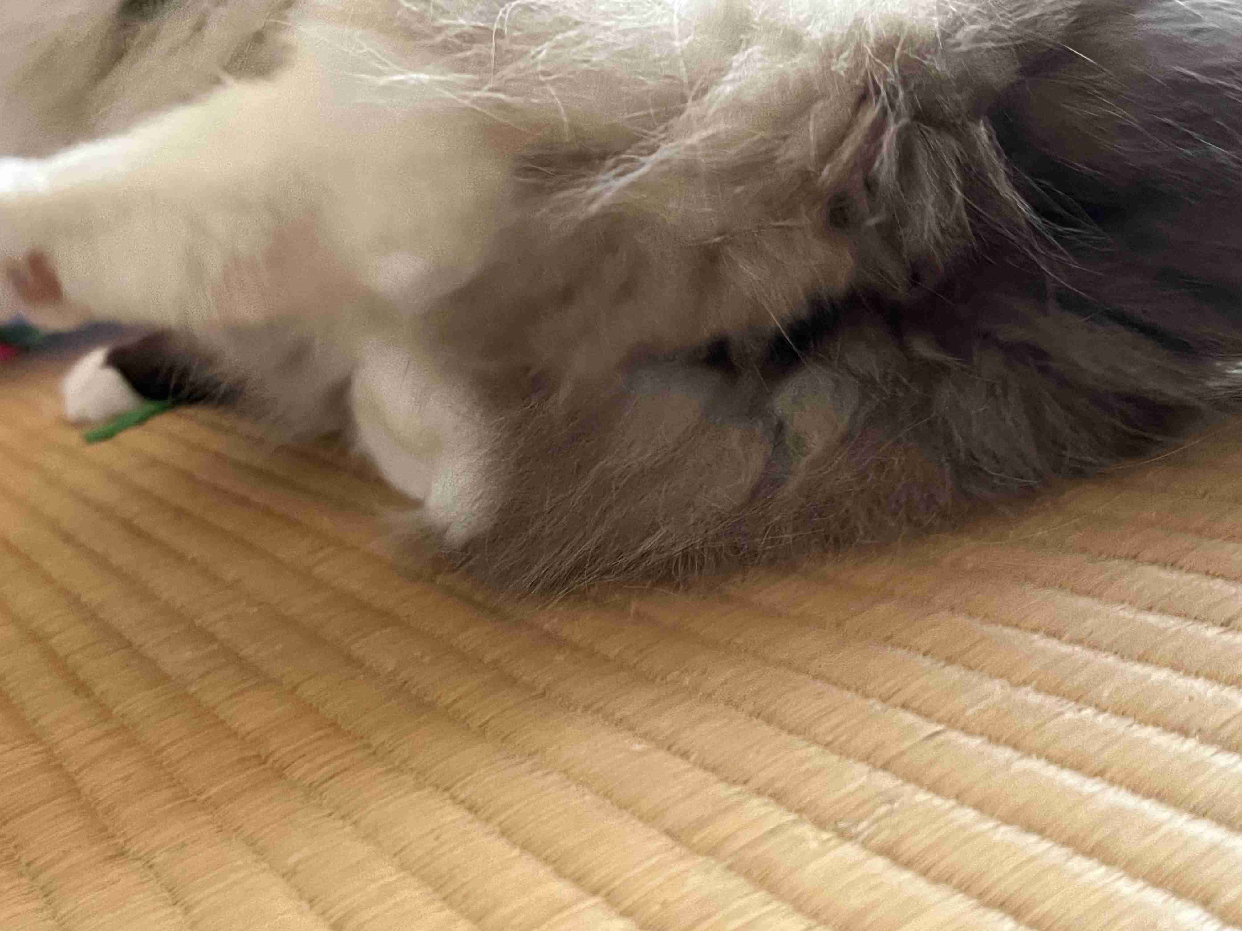 【身バレしない程度に】お宅の愛猫ちゃんを見せてください！part11 