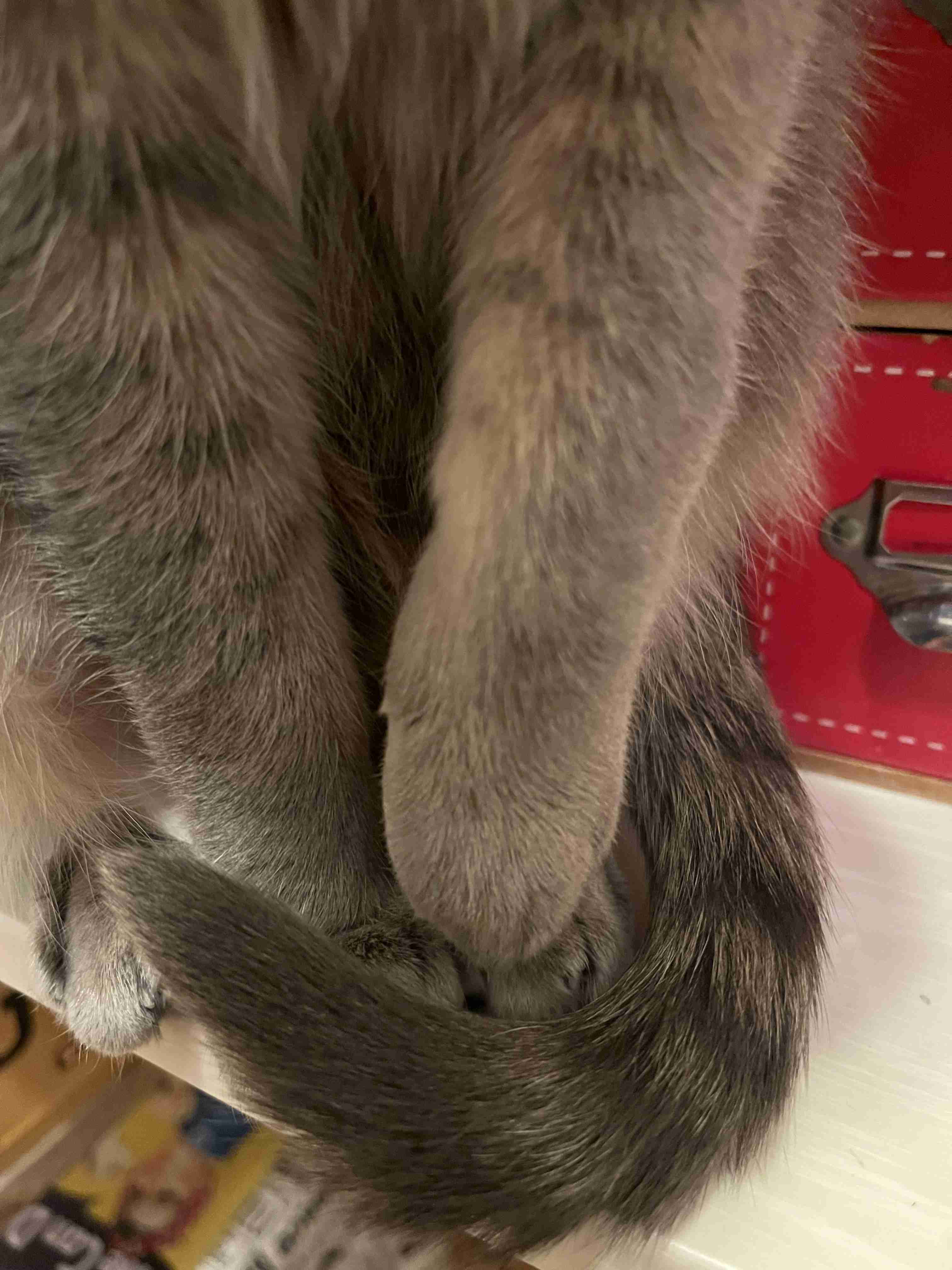 【身バレしない程度に】お宅の愛猫ちゃんを見せてください！part11 