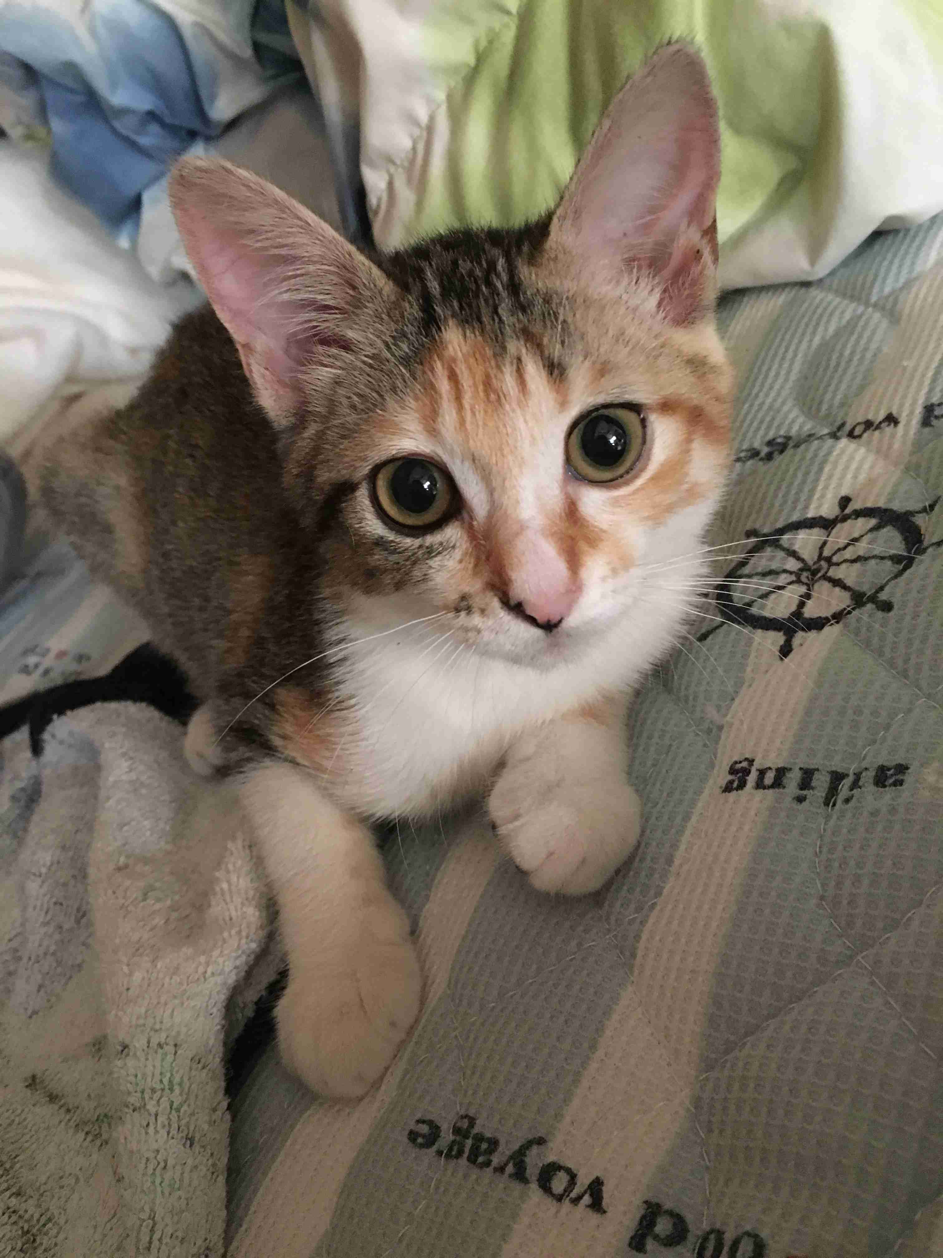 【身バレしない程度に】お宅の愛猫ちゃんを見せてください！part11 