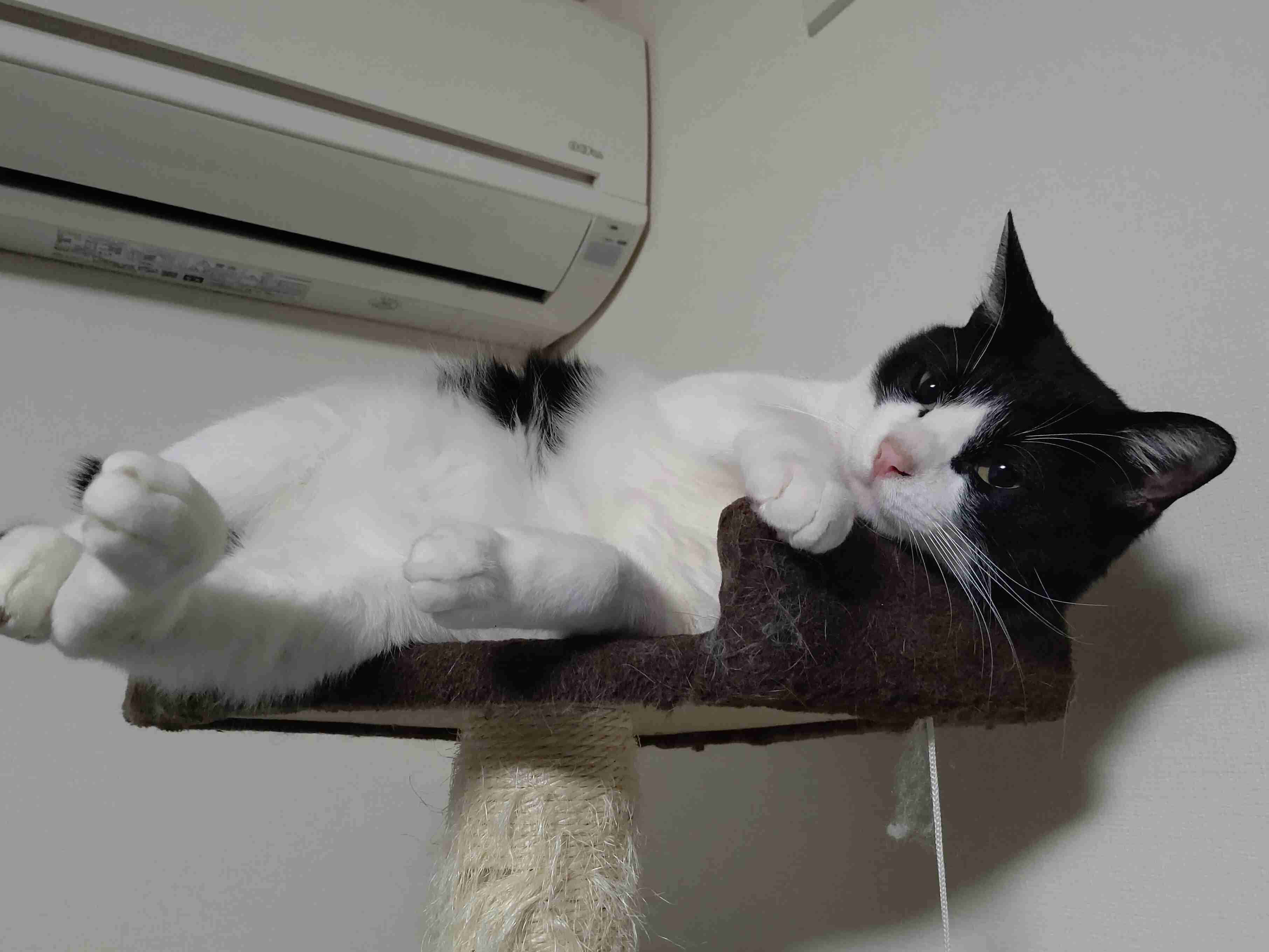 【身バレしない程度に】お宅の愛猫ちゃんを見せてください！part11 