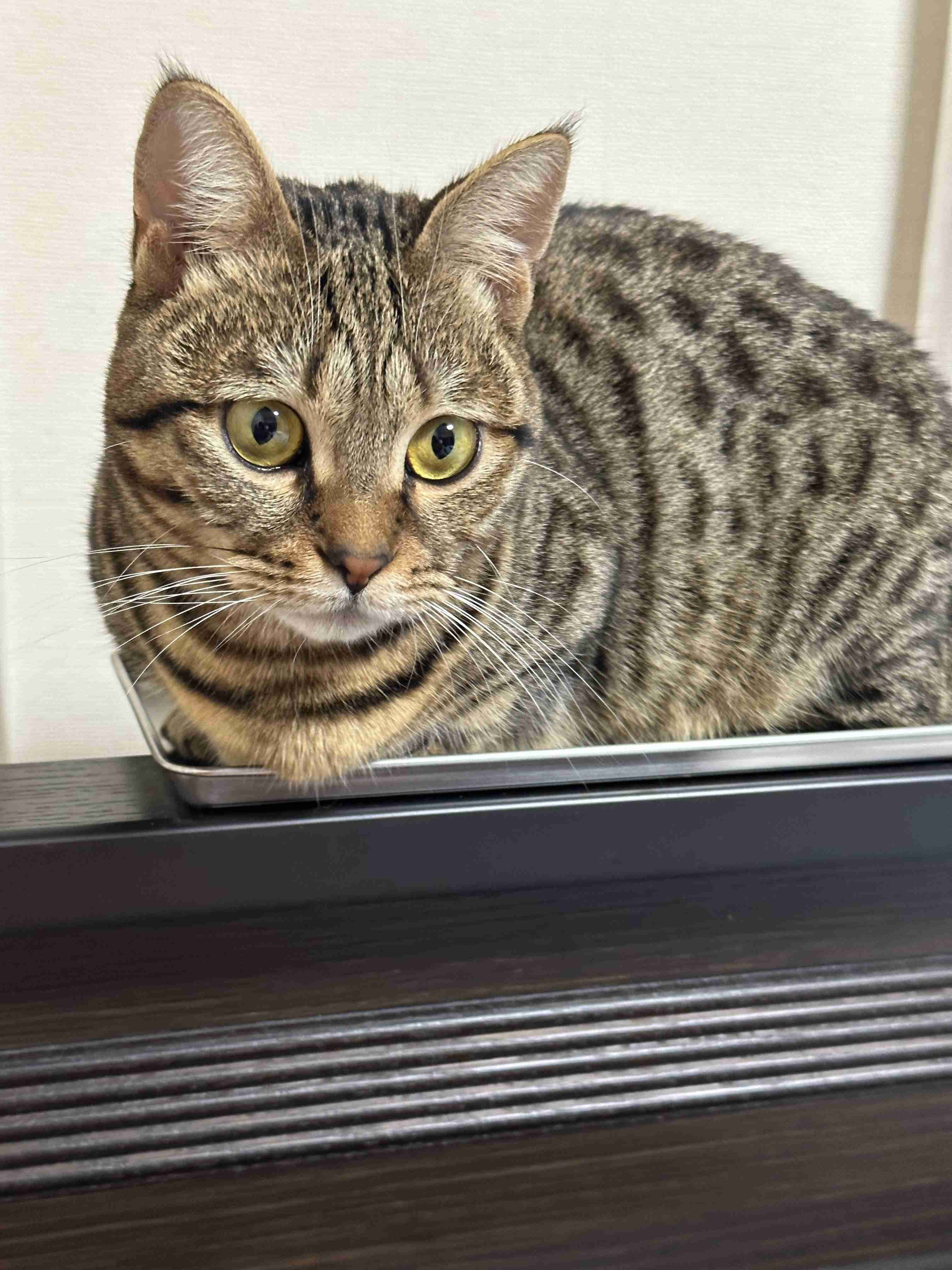 【身バレしない程度に】お宅の愛猫ちゃんを見せてください！part11 