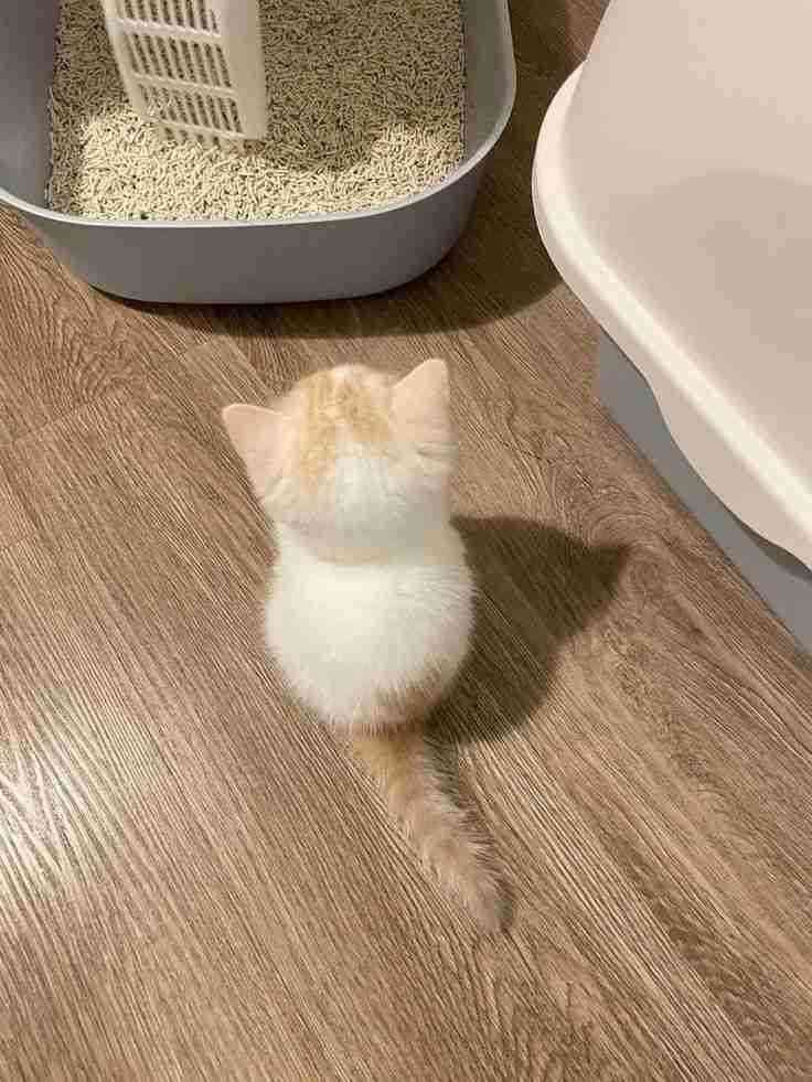 【身バレしない程度に】お宅の愛猫ちゃんを見せてください！part11 