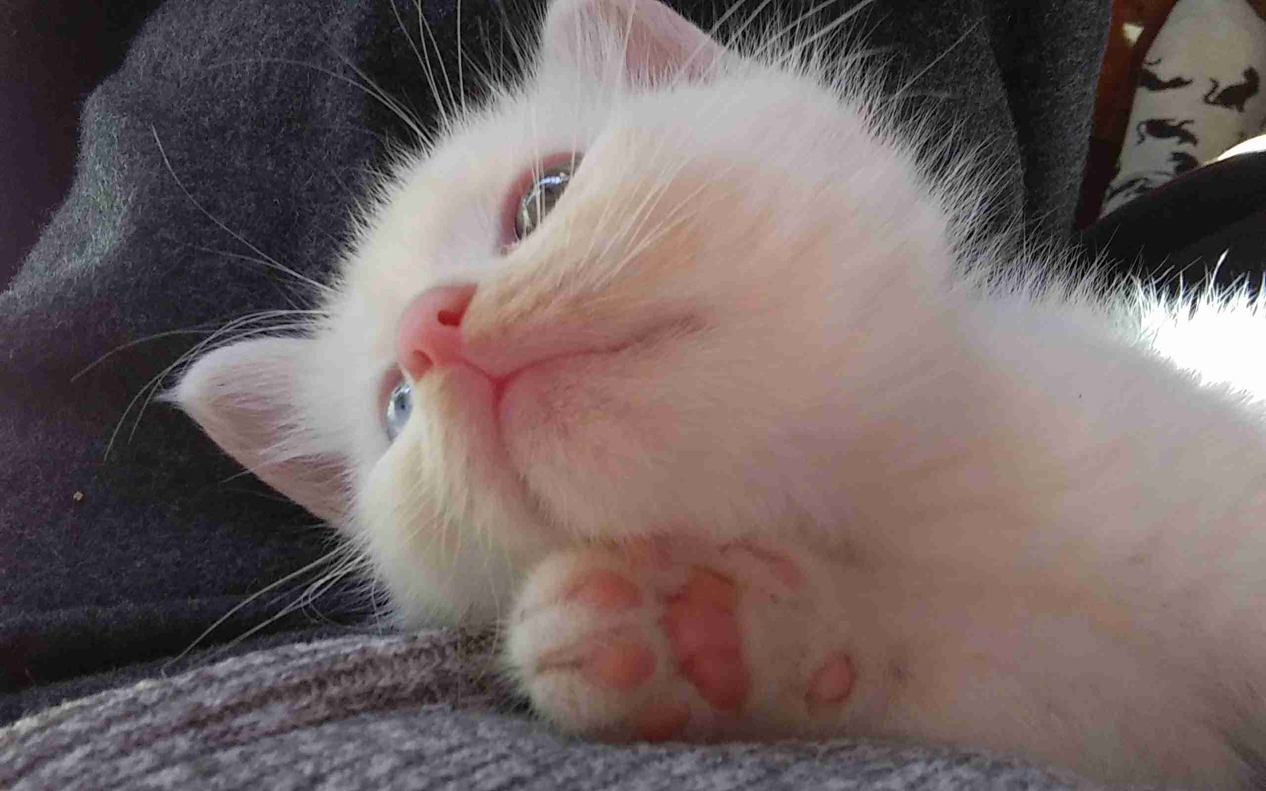 【身バレしない程度に】お宅の愛猫ちゃんを見せてください！part11 