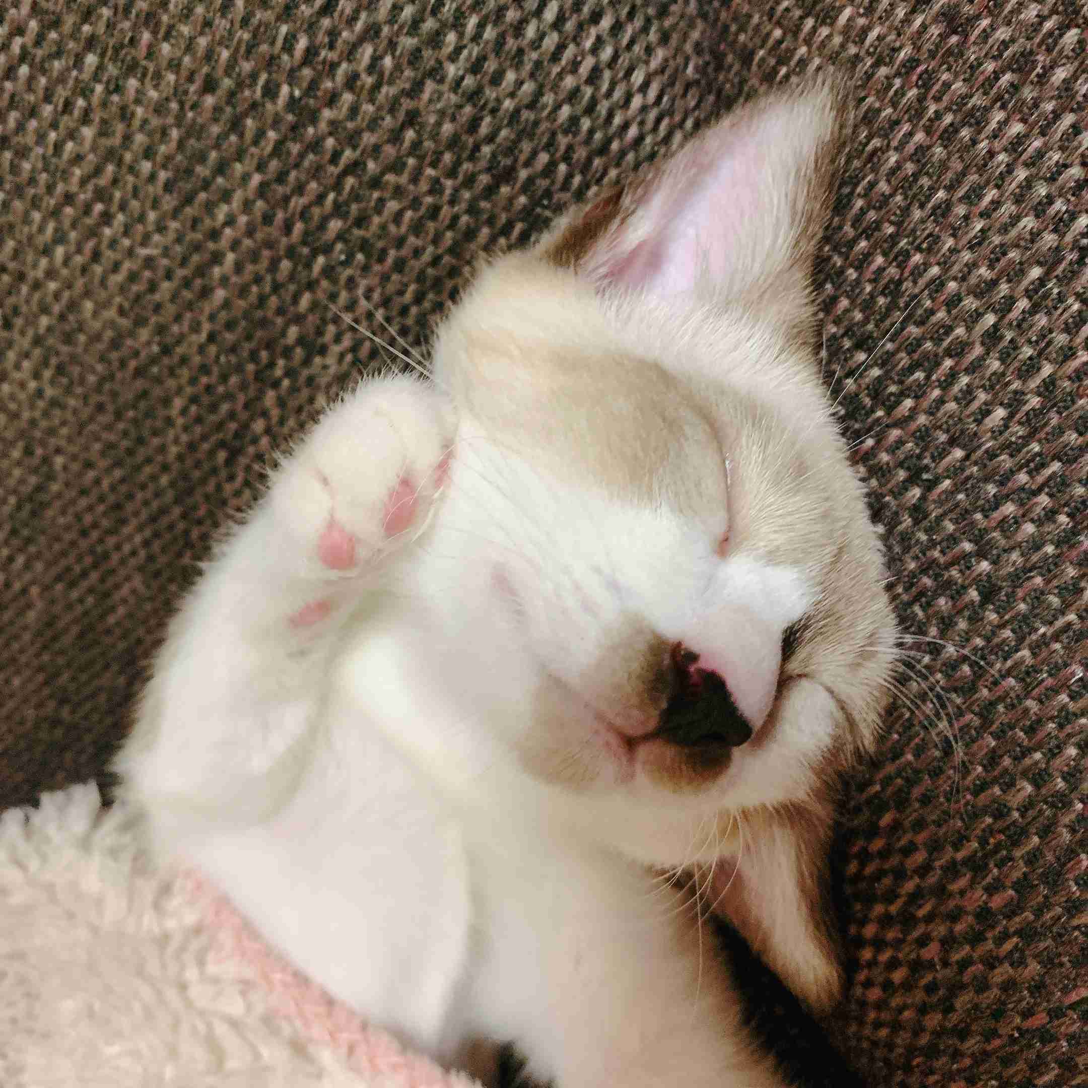 【身バレしない程度に】お宅の愛猫ちゃんを見せてください！part11 