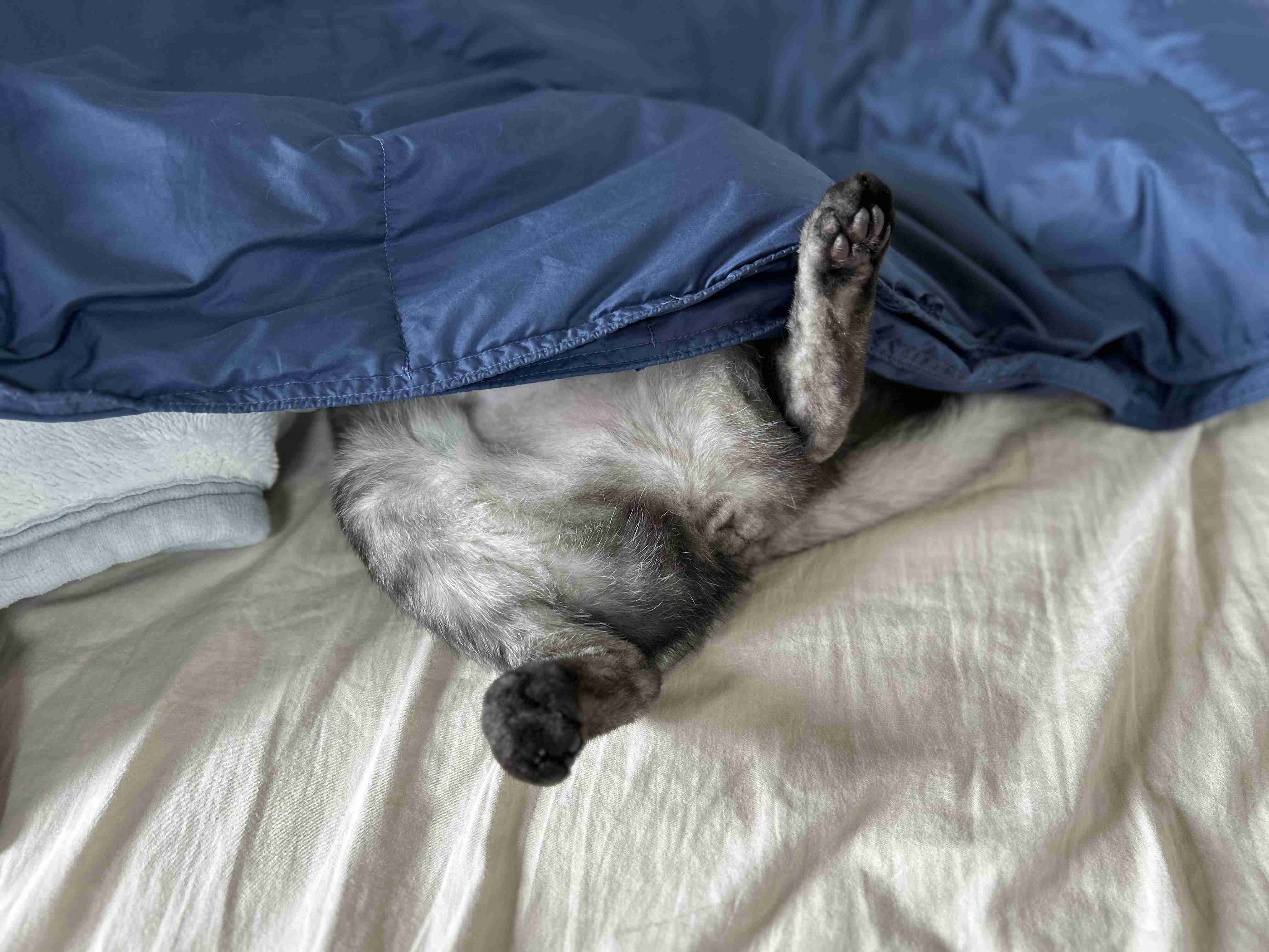 【身バレしない程度に】お宅の愛猫ちゃんを見せてください！part11 