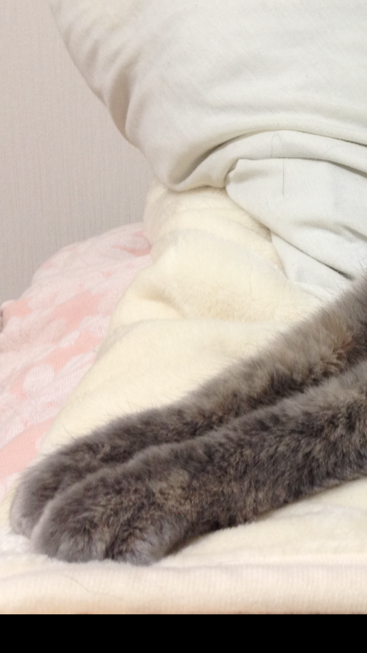 【身バレしない程度に】お宅の愛猫ちゃんを見せてください！part11 