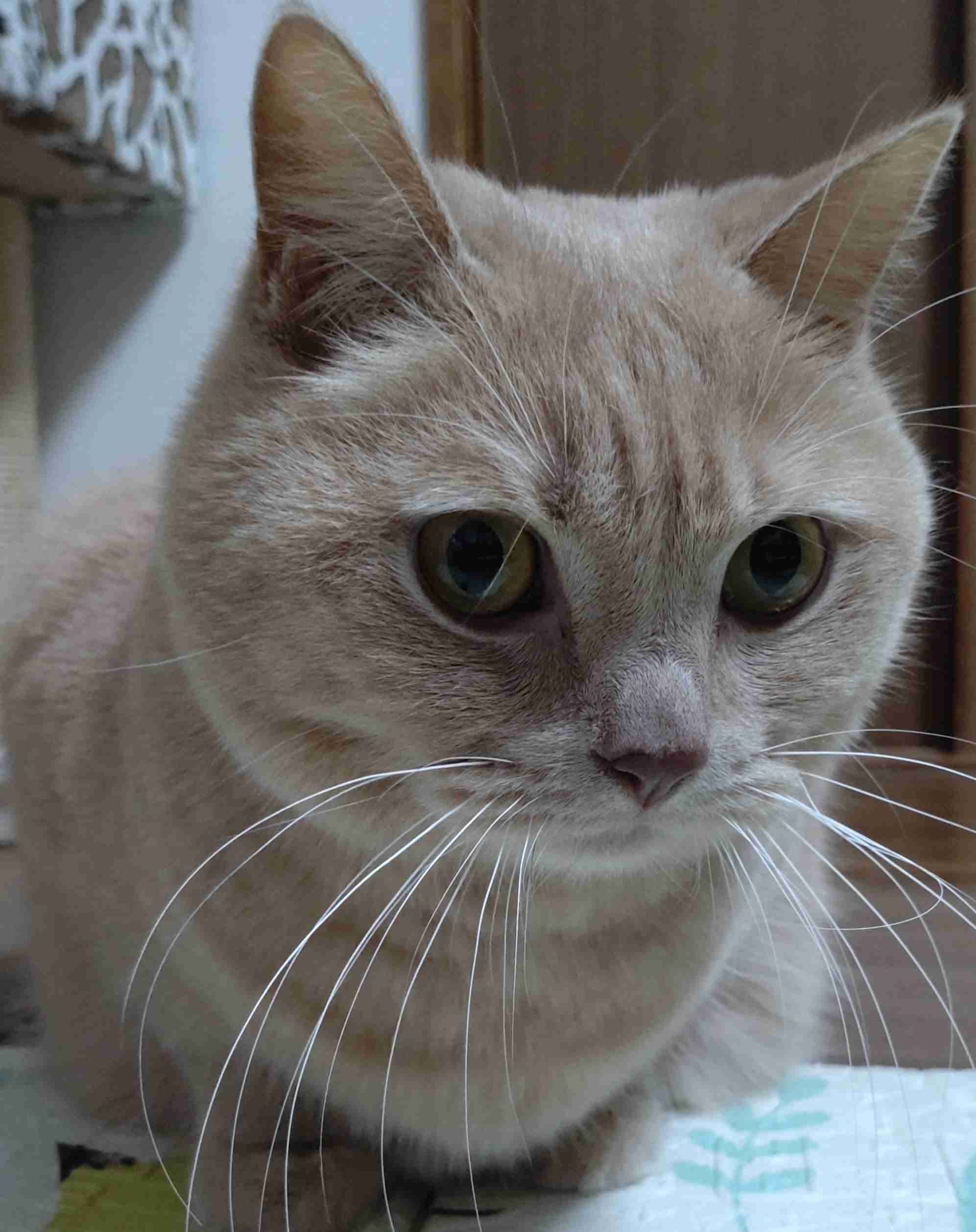 【身バレしない程度に】お宅の愛猫ちゃんを見せてください！part11 