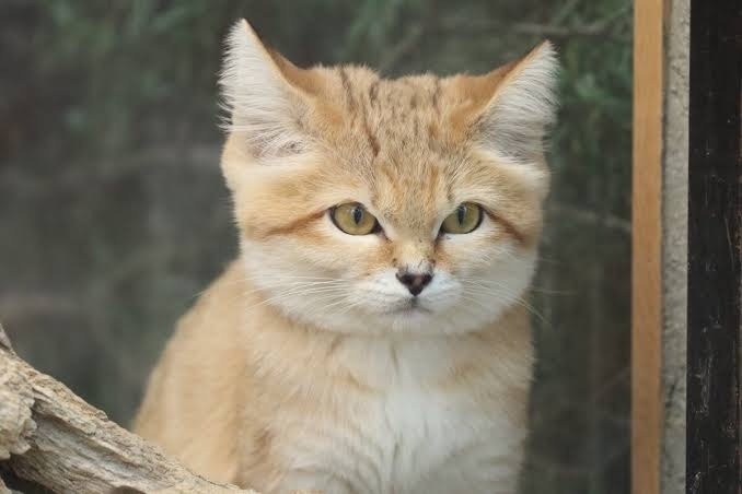 【身バレしない程度に】お宅の愛猫ちゃんを見せてください！part11 