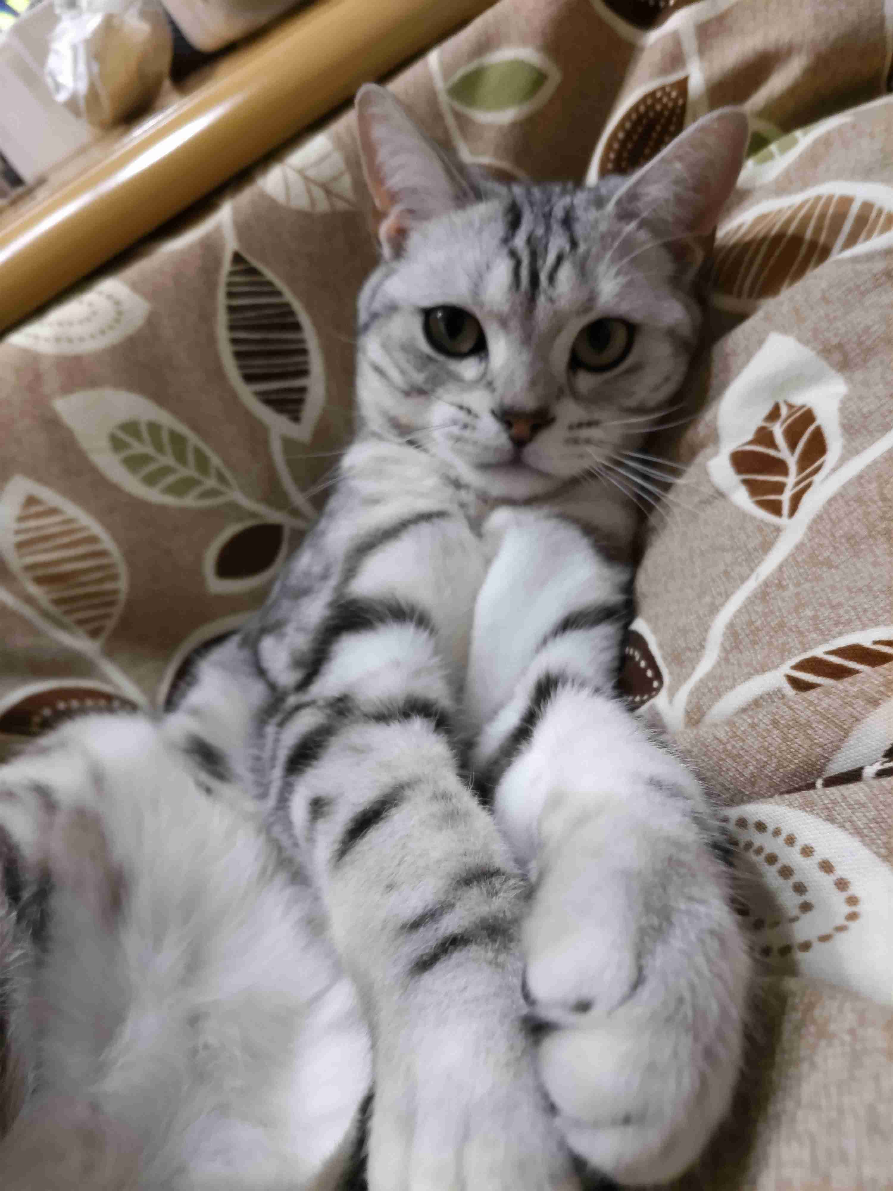 【身バレしない程度に】お宅の愛猫ちゃんを見せてください！part11 