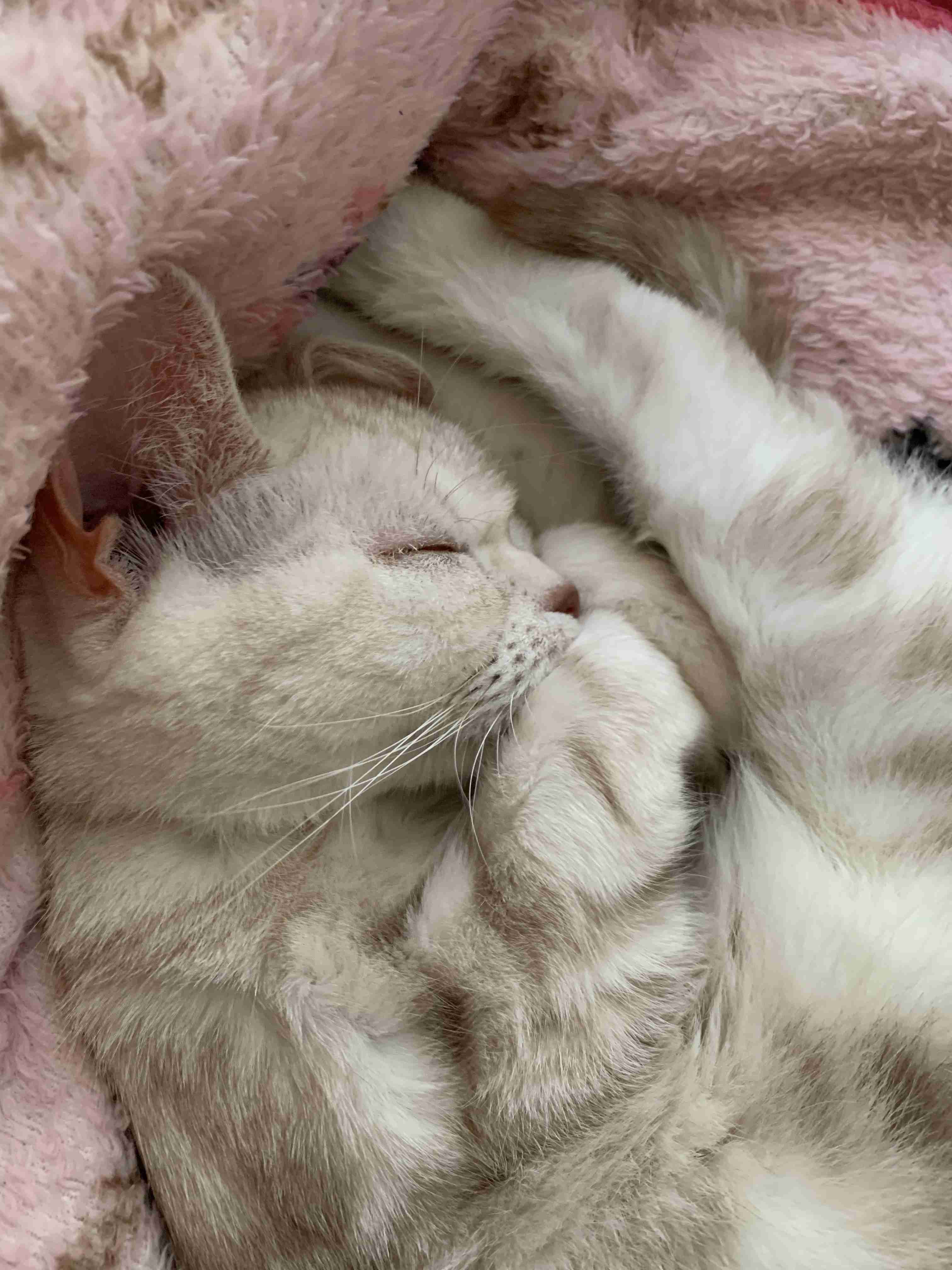 【身バレしない程度に】お宅の愛猫ちゃんを見せてください！part11 