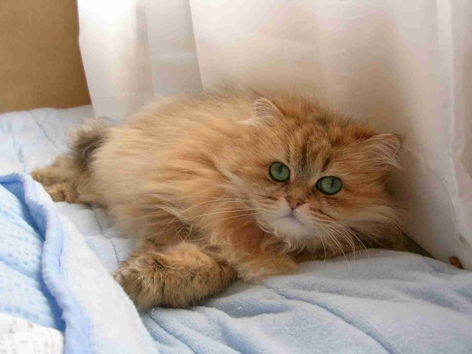 【身バレしない程度に】お宅の愛猫ちゃんを見せてください！part11 