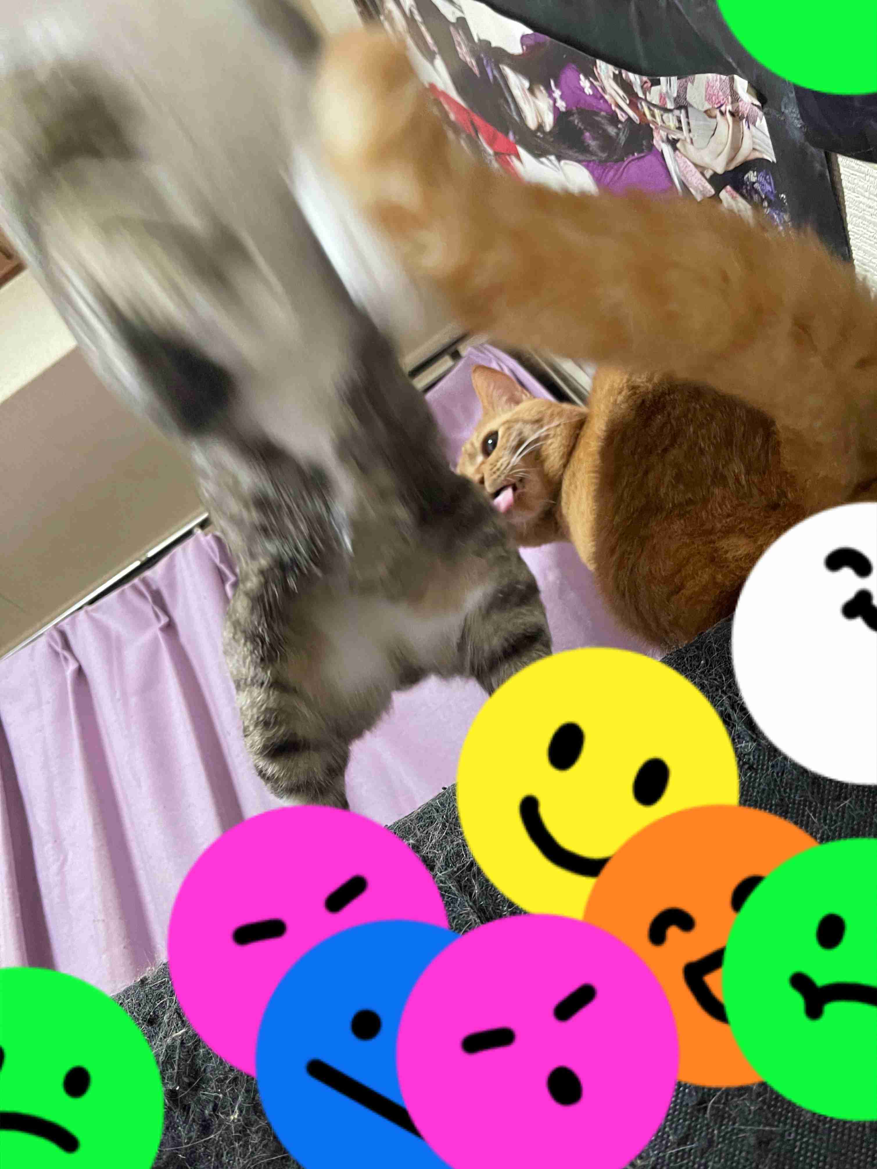 【身バレしない程度に】お宅の愛猫ちゃんを見せてください！part11 