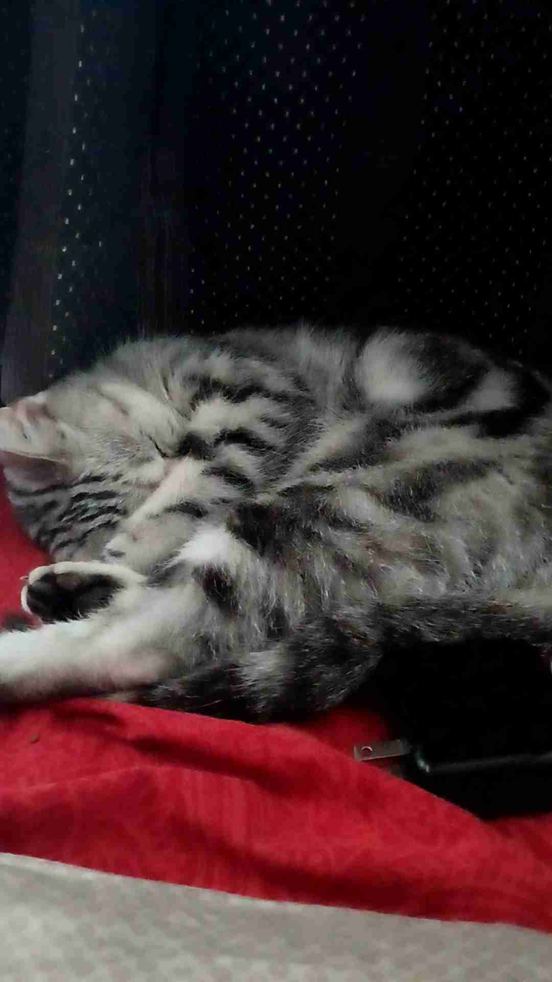 【身バレしない程度に】お宅の愛猫ちゃんを見せてください！part11 