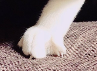 【身バレしない程度に】お宅の愛猫ちゃんを見せてください！part11 