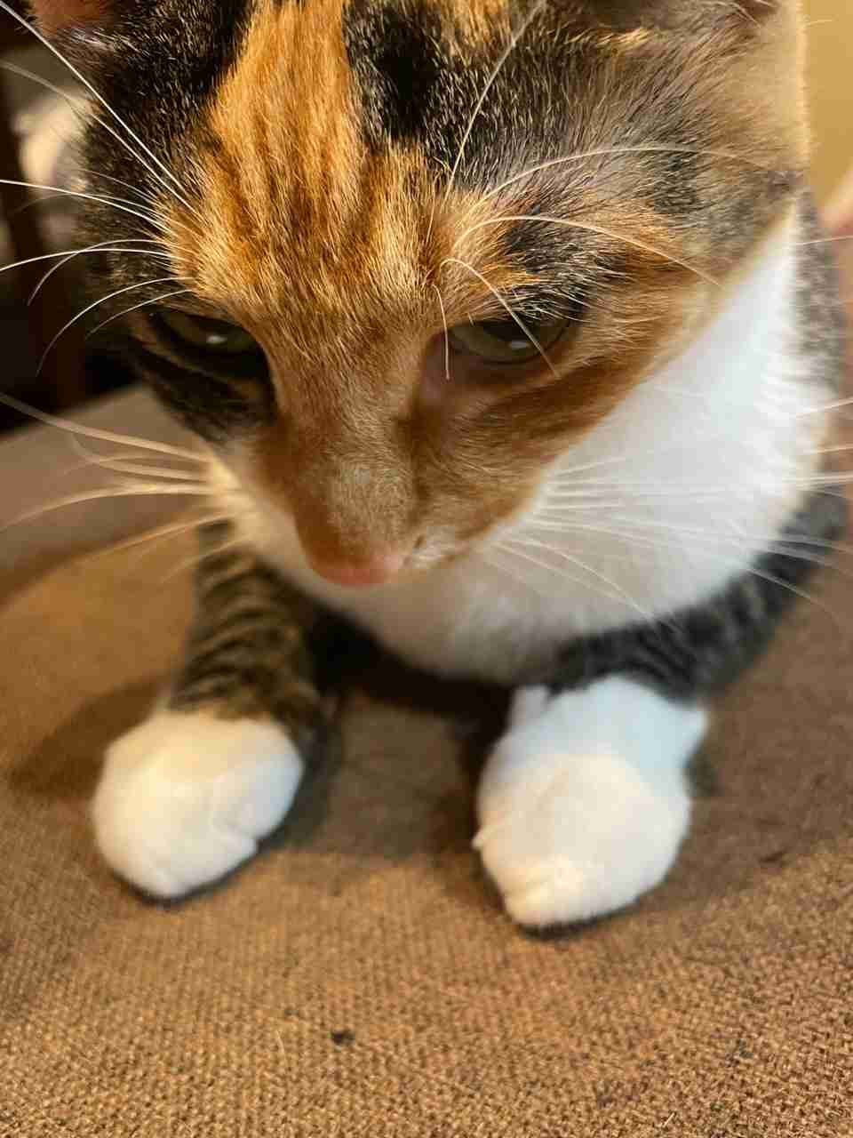 【身バレしない程度に】お宅の愛猫ちゃんを見せてください！part11 