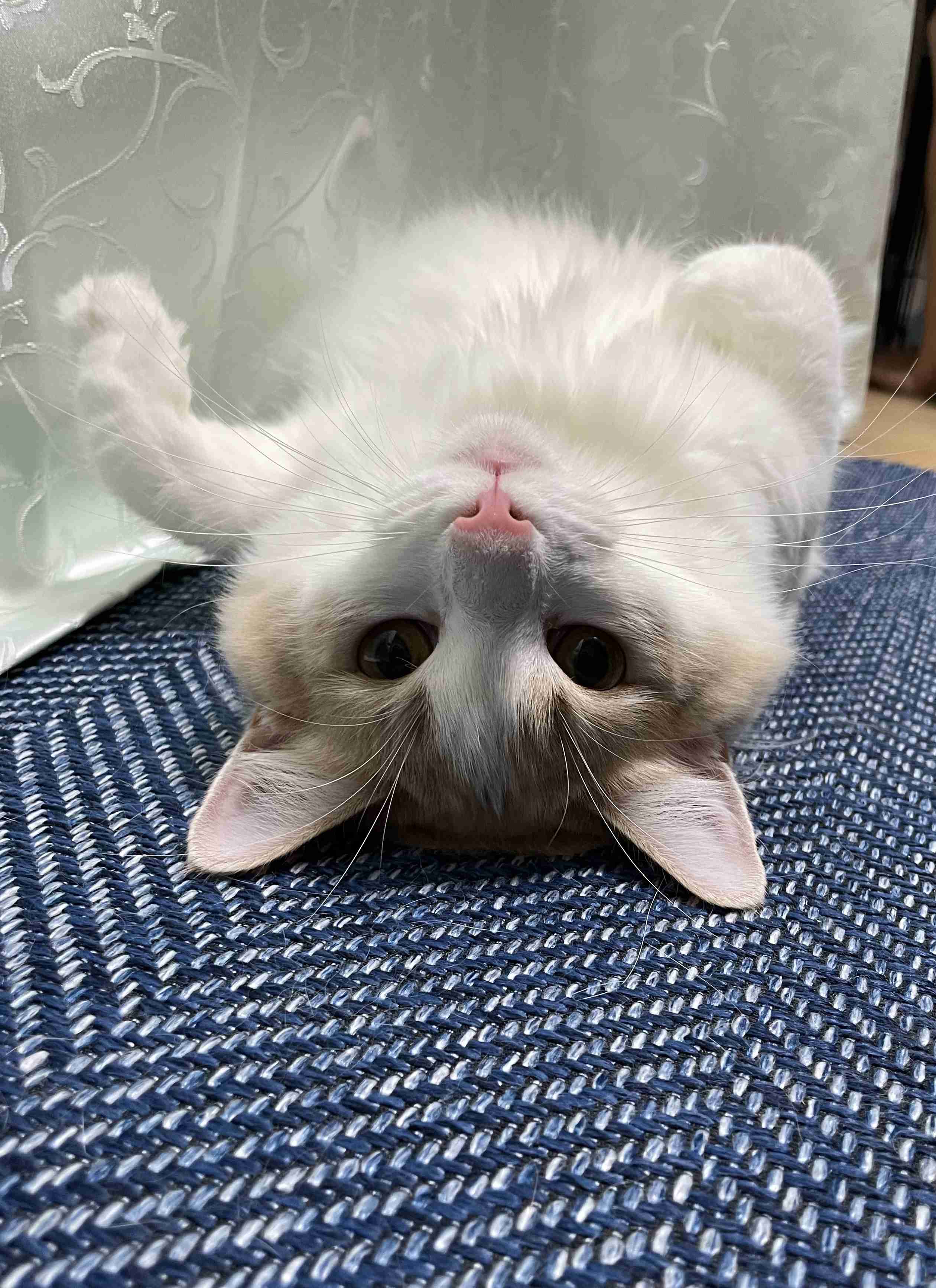 【身バレしない程度に】お宅の愛猫ちゃんを見せてください！part11 