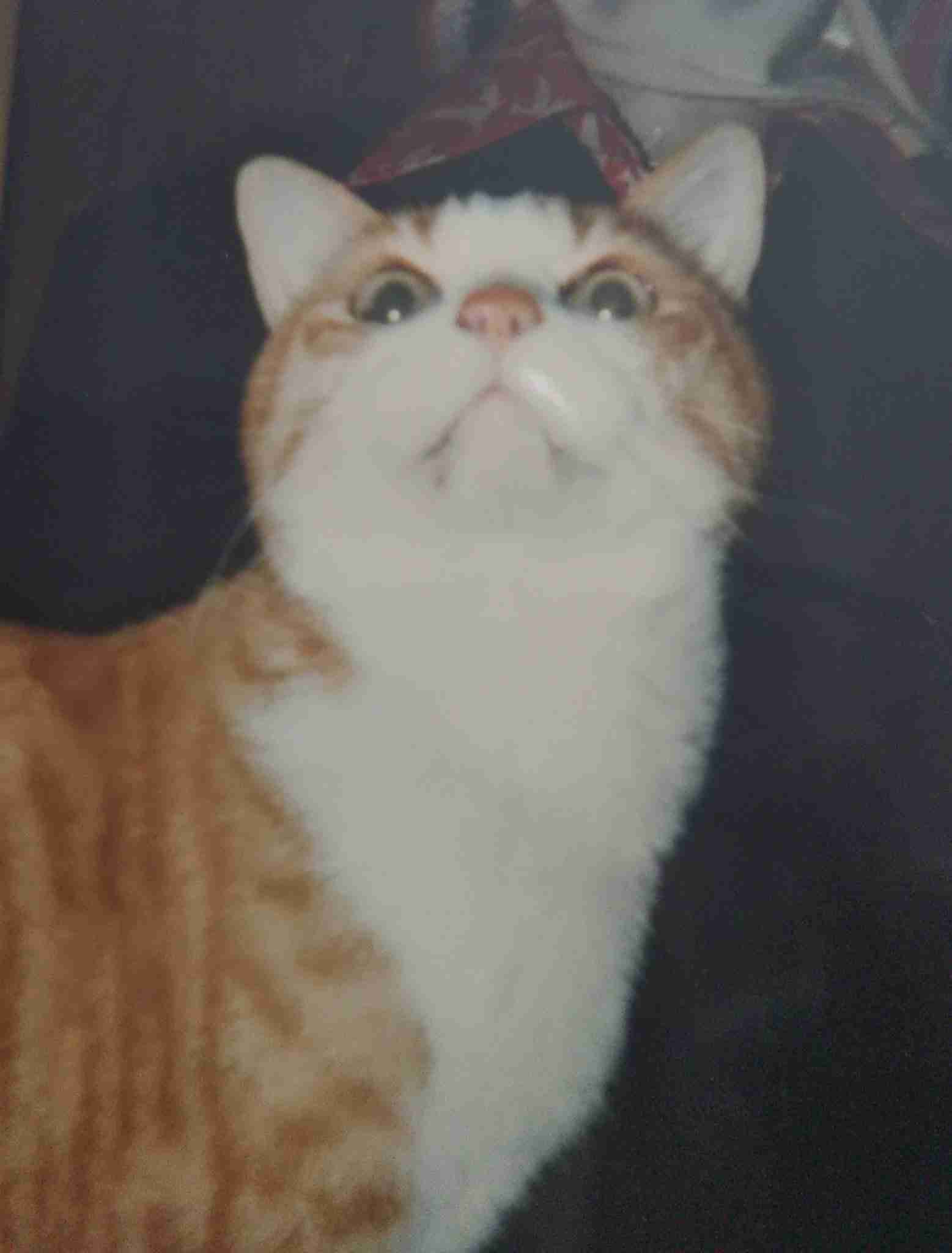 【身バレしない程度に】お宅の愛猫ちゃんを見せてください！part11 