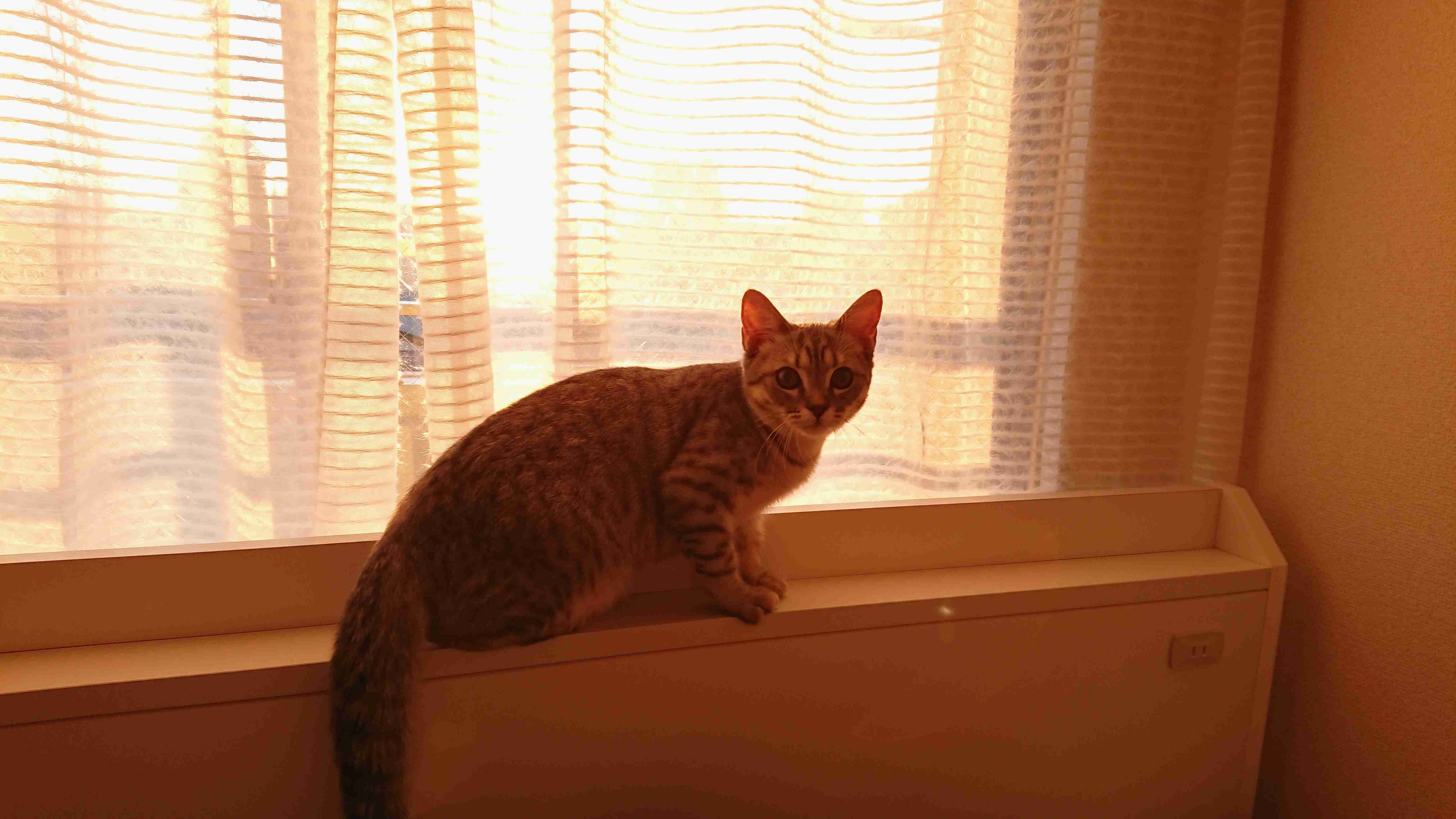 【身バレしない程度に】お宅の愛猫ちゃんを見せてください！part11 