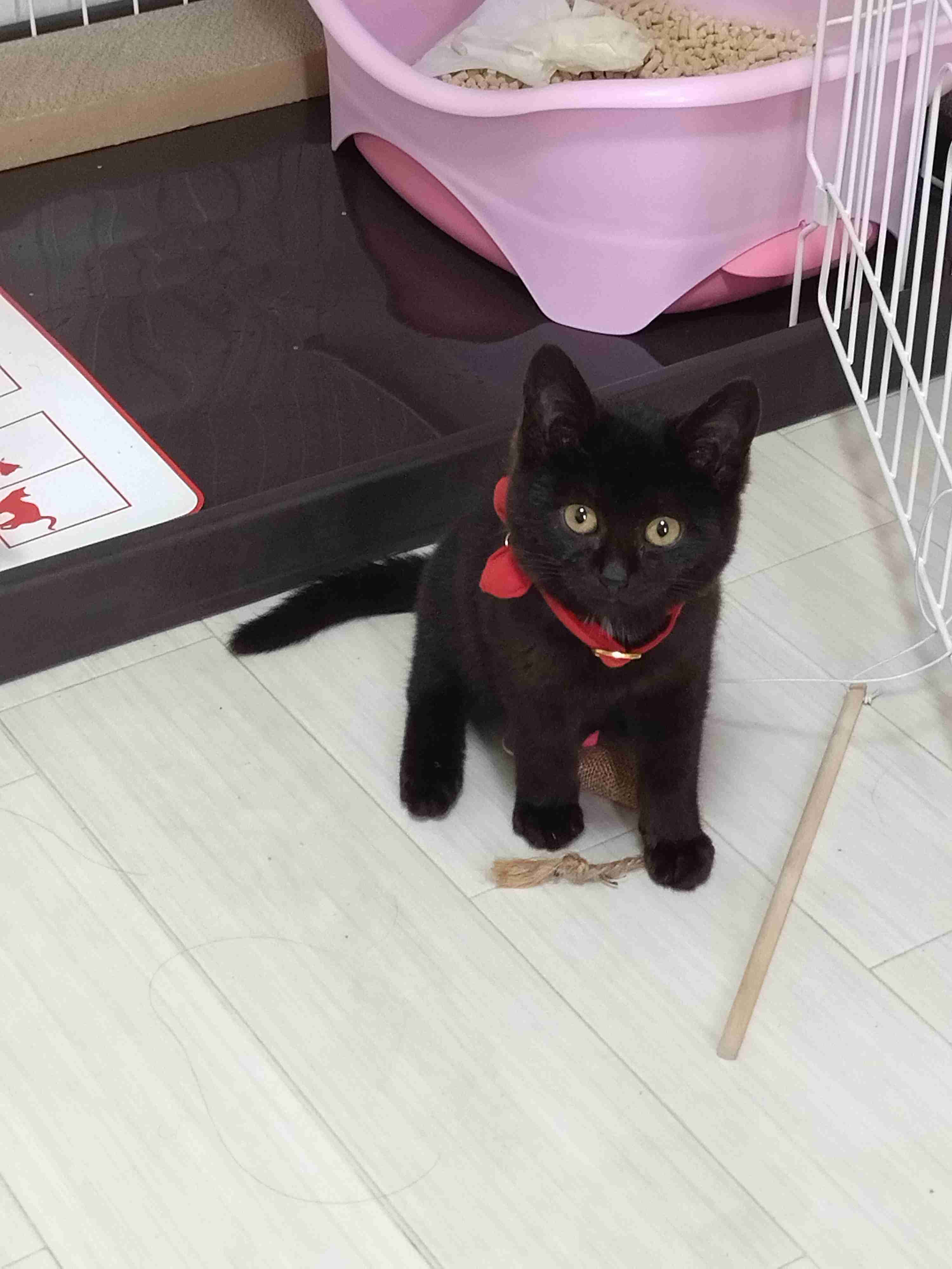 【身バレしない程度に】お宅の愛猫ちゃんを見せてください！part11 