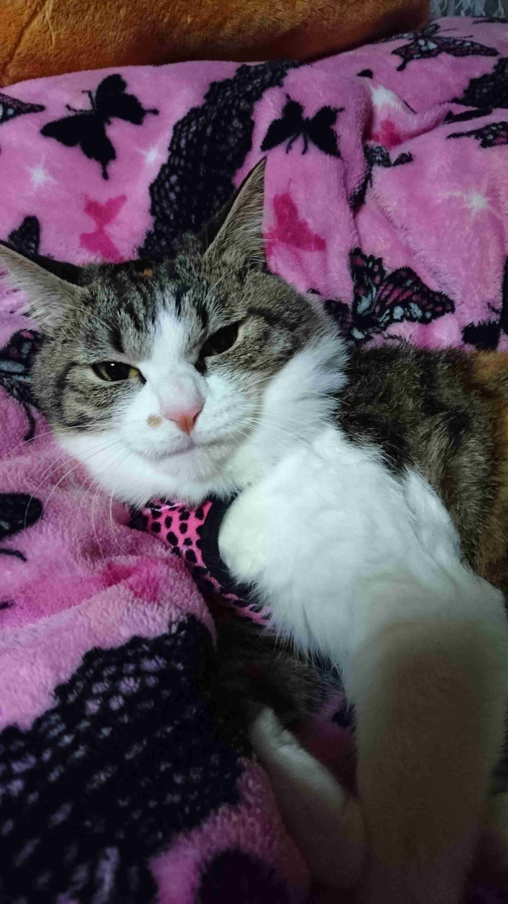 【身バレしない程度に】お宅の愛猫ちゃんを見せてください！part11 