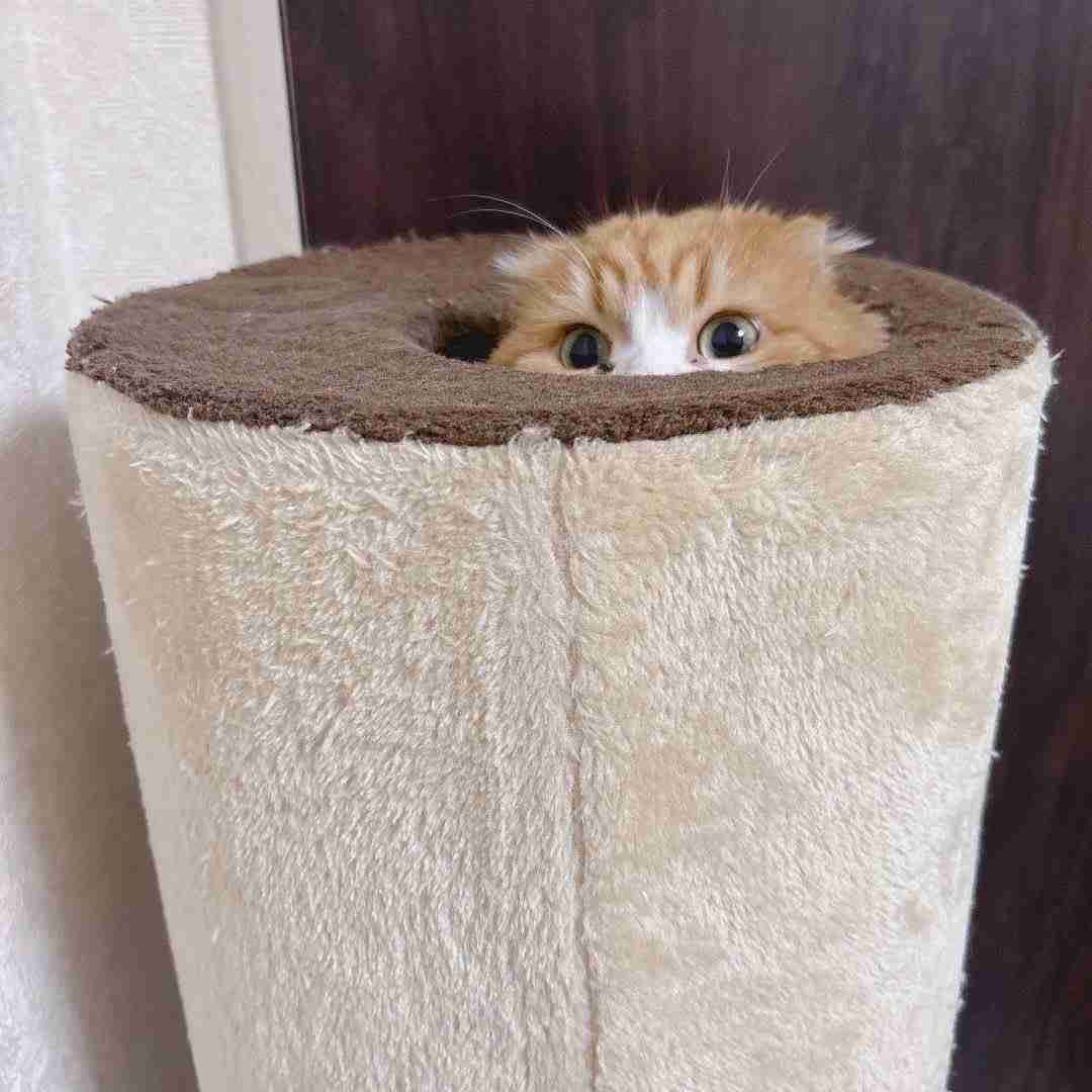 【身バレしない程度に】お宅の愛猫ちゃんを見せてください！part11 