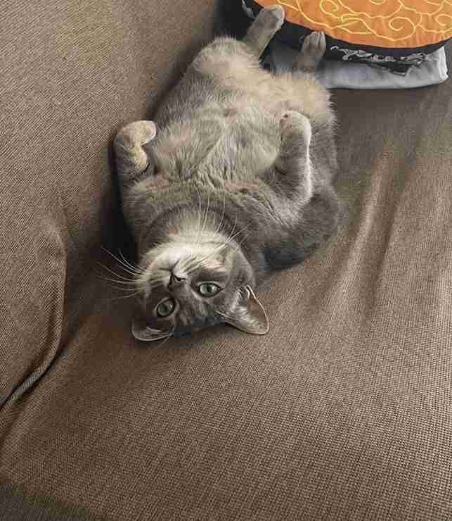 【身バレしない程度に】お宅の愛猫ちゃんを見せてください！part11 