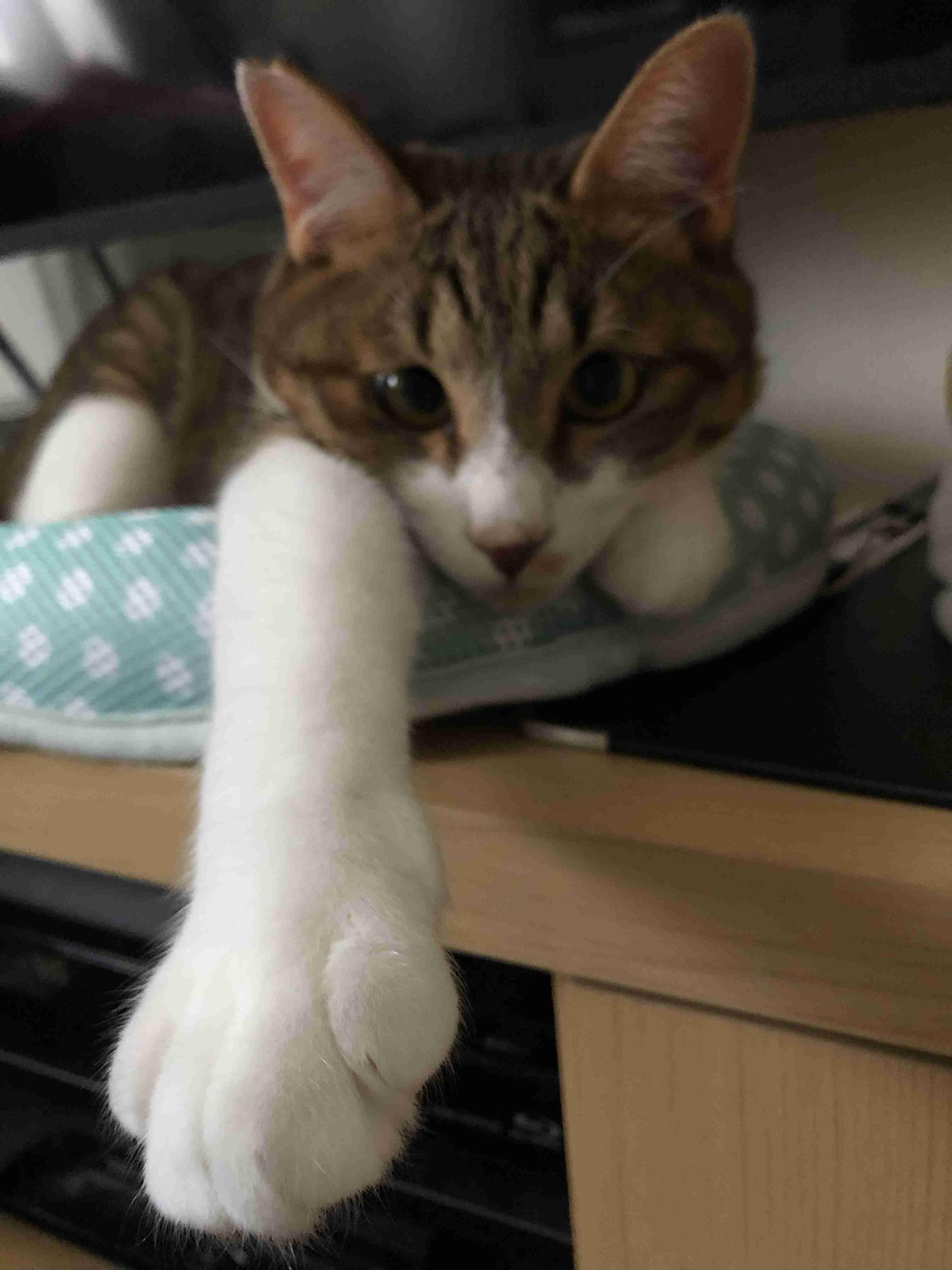 【身バレしない程度に】お宅の愛猫ちゃんを見せてください！part11 